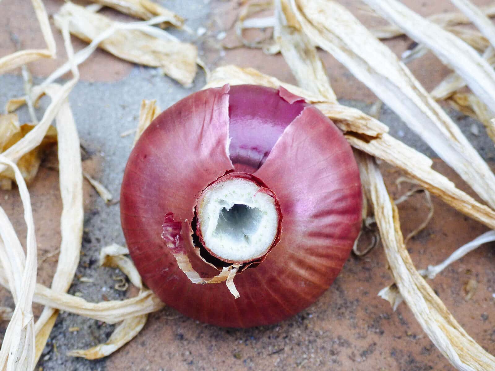 Red onion showing cross-section of flower stalk in the center of the bulb
