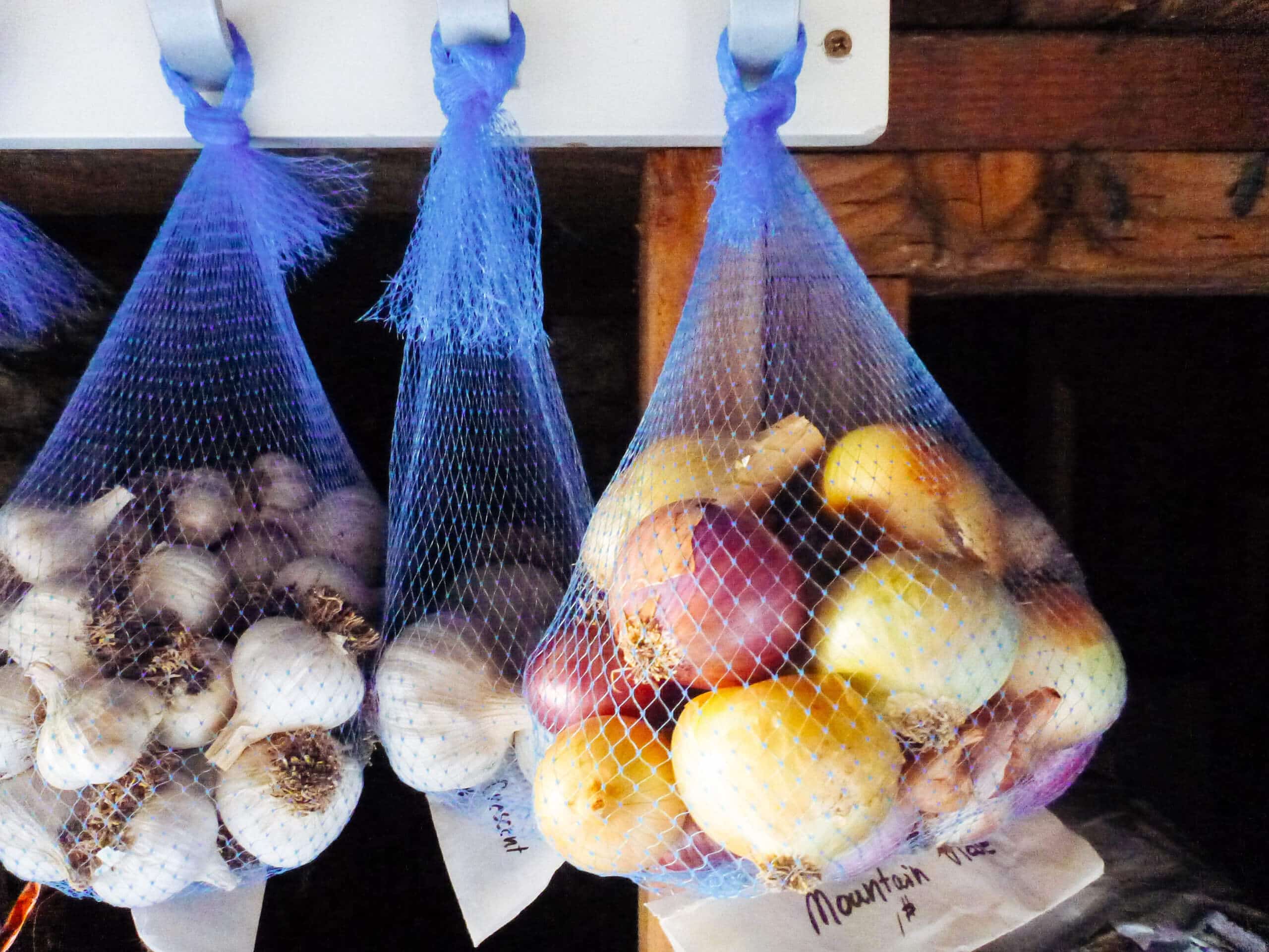 Cured onions stored in mesh nylon bag next to cured garlic in utility room