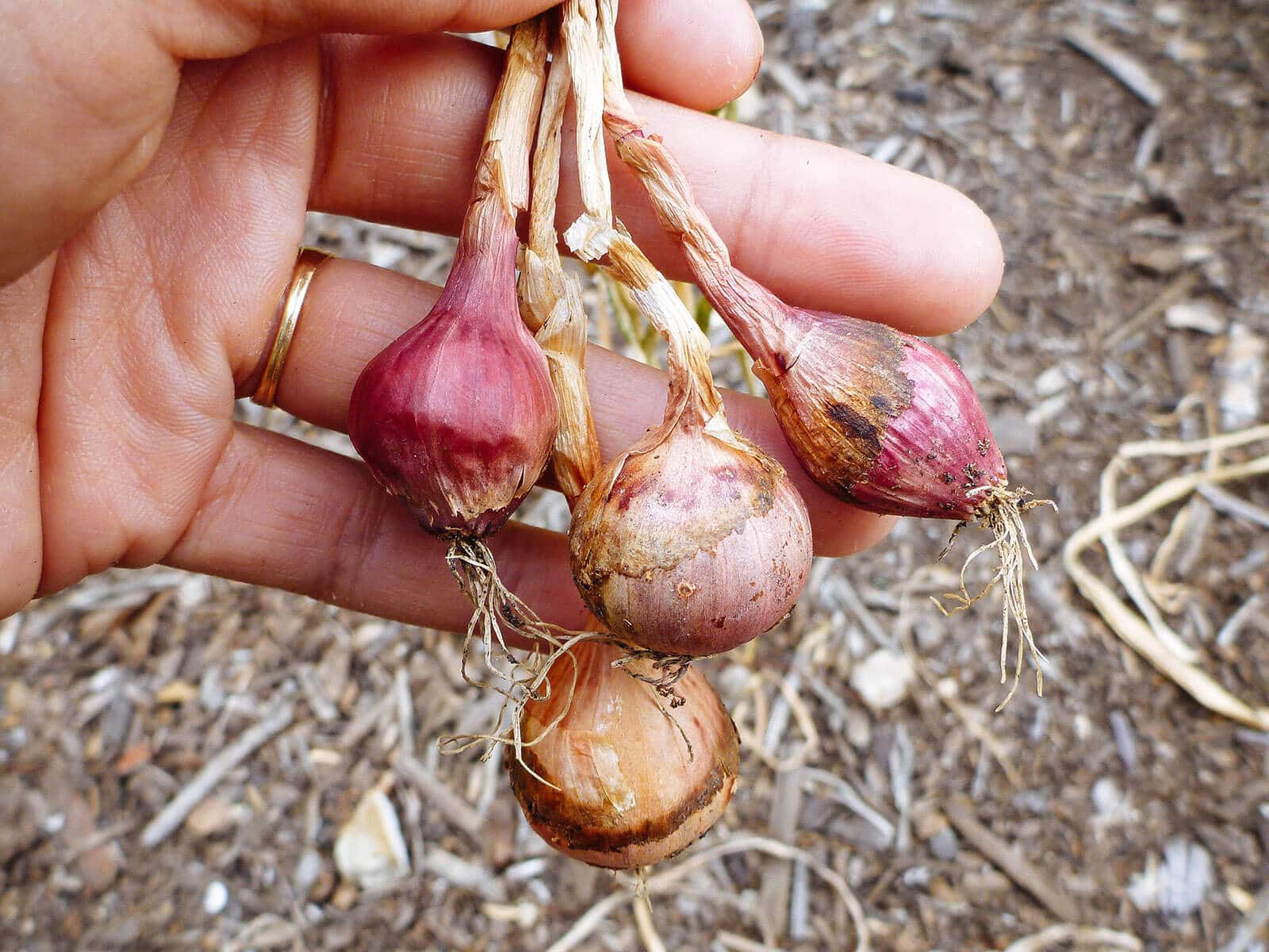 Tiny onions pulled from the ground