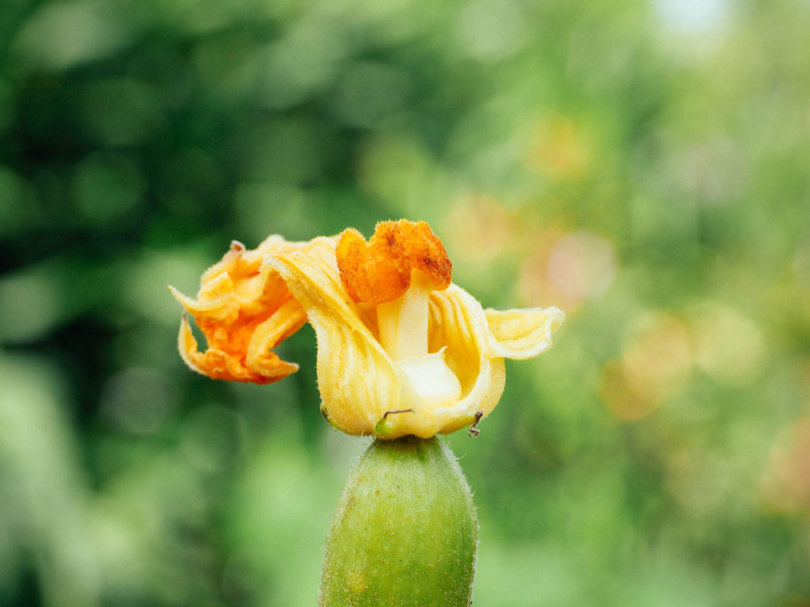 The sex life of squash: why your plants have lots of flowers but not fruits