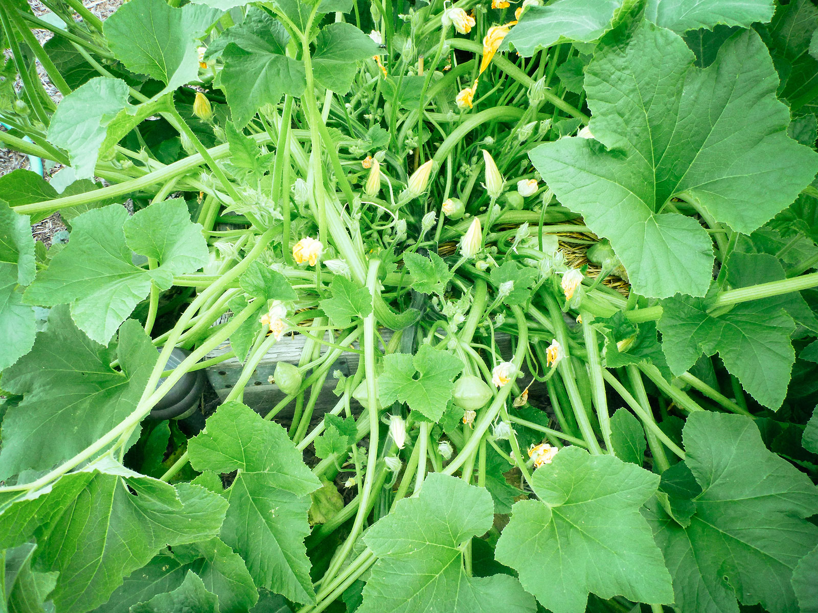 Squash plant laden with male and female flowers