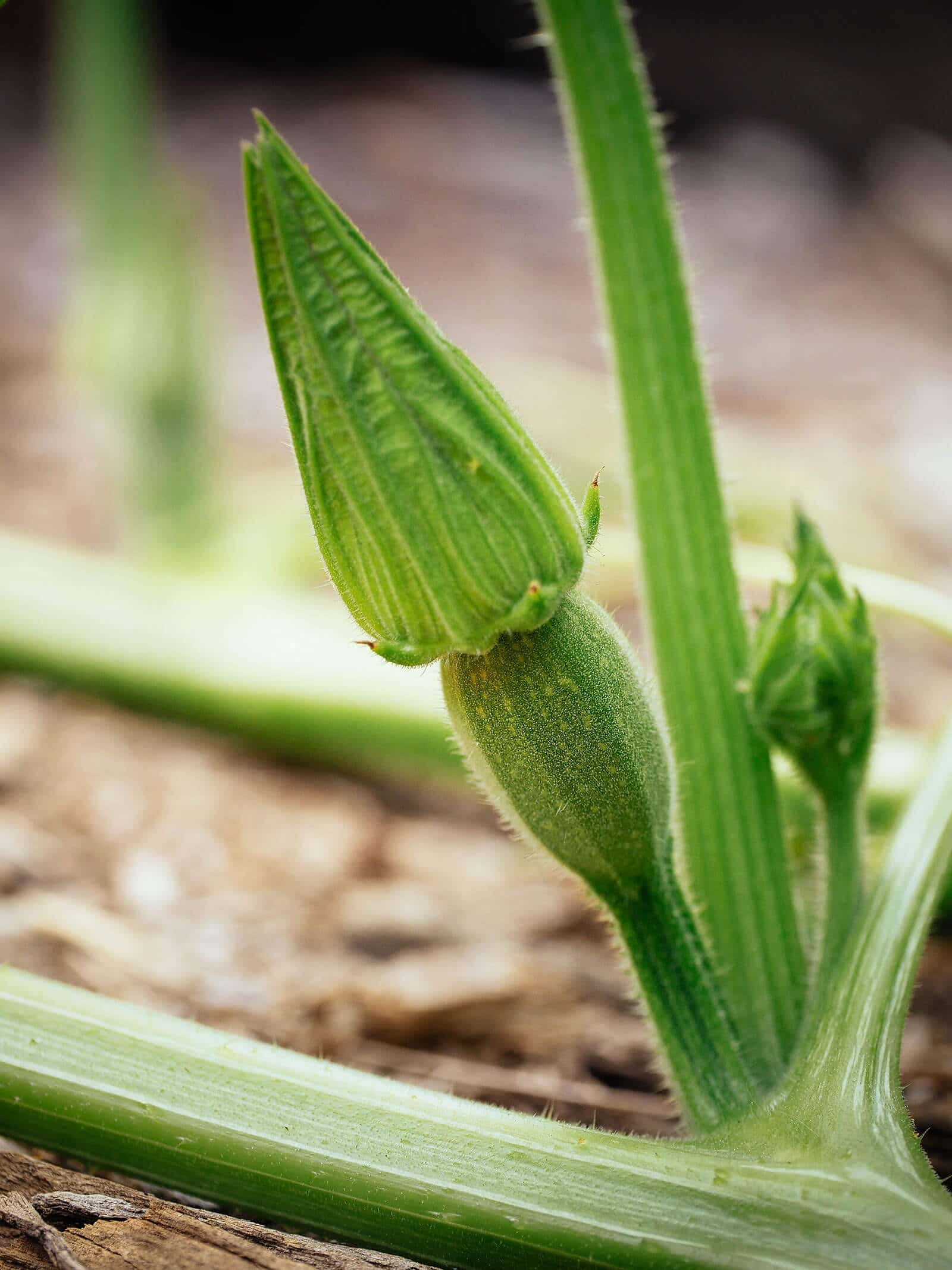 Female zucchini flower with ovary (immature squash)