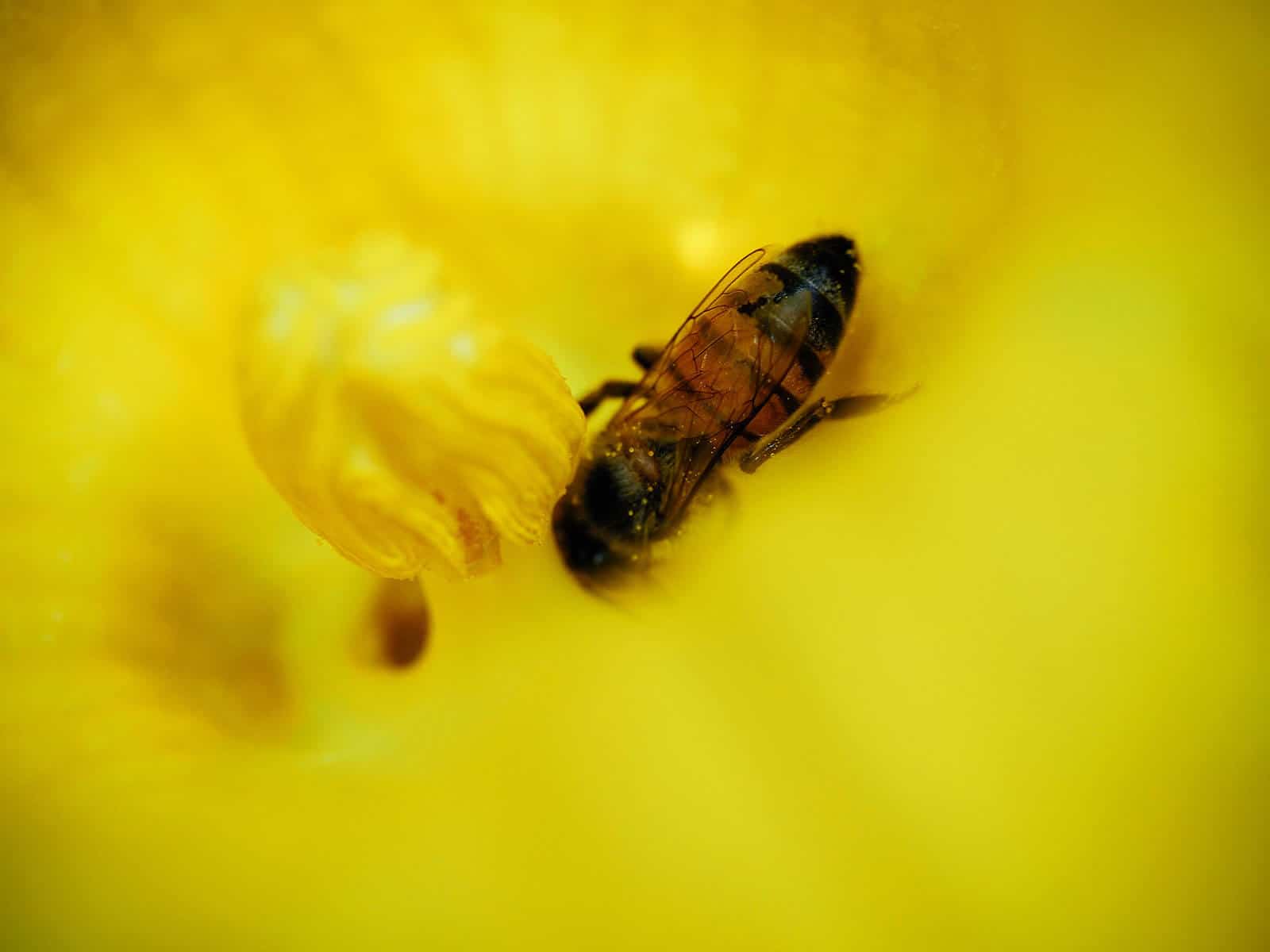 Close-up of bee inside a male squash flower