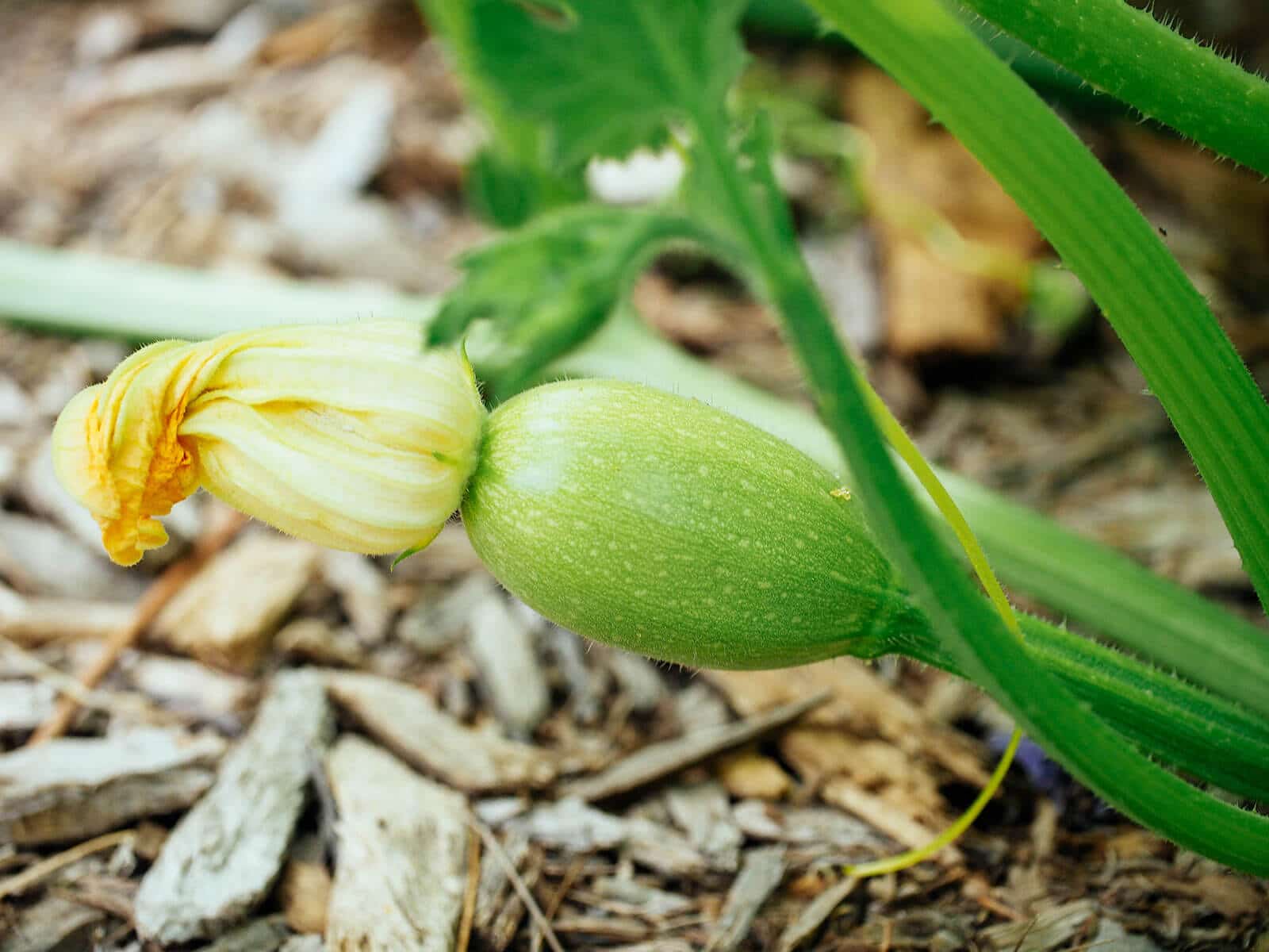 Female zucchini flower growing low to the ground
