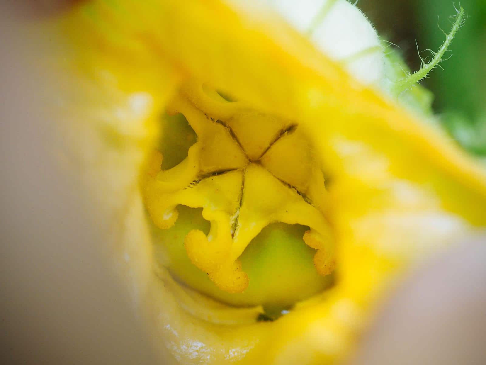 Close-up of stigma inside a female squash blossom