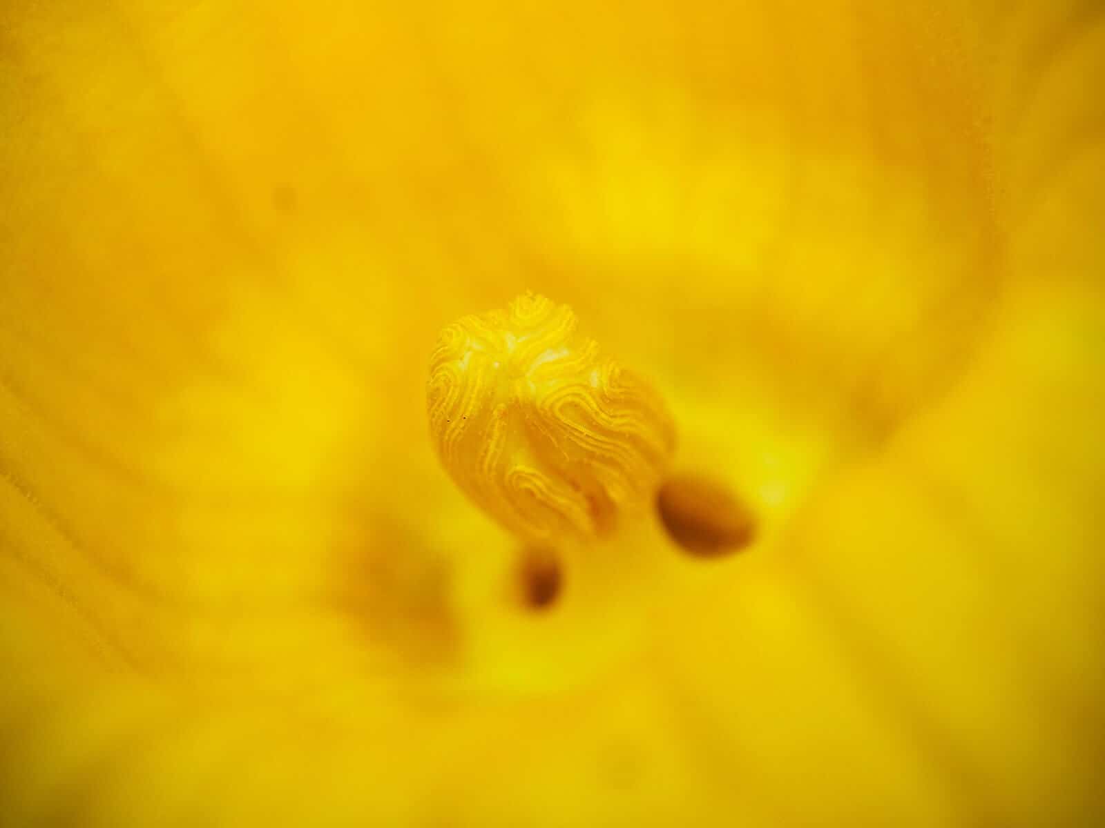 Close-up of anther inside a male squash flower