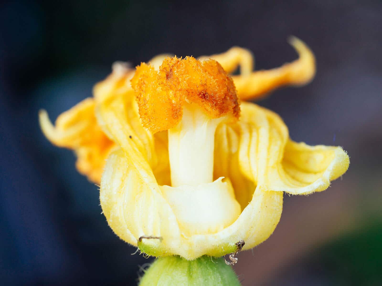 Stigma on a female squash flower after pollination