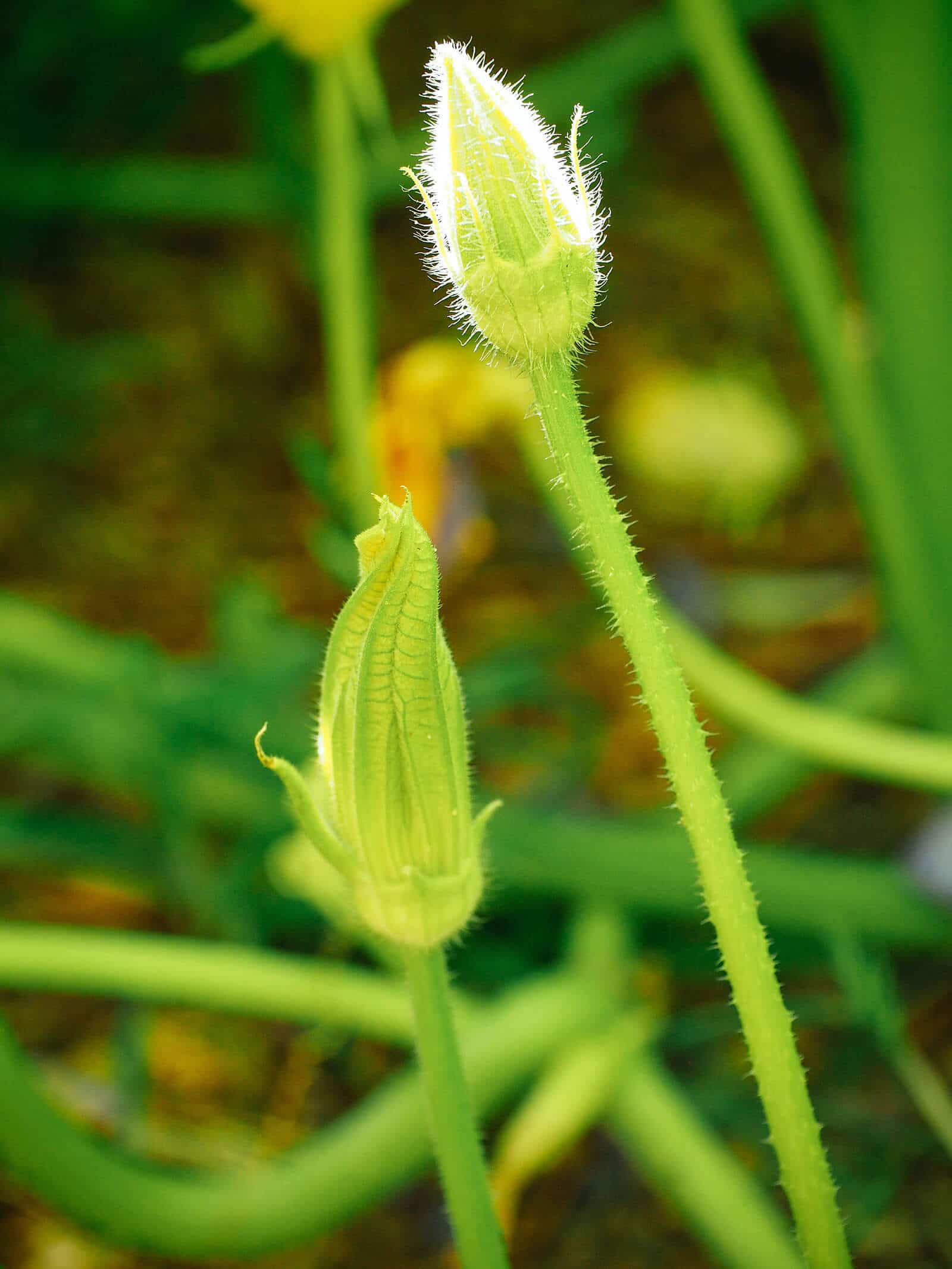 Male squash flowers growing on long, thin stems