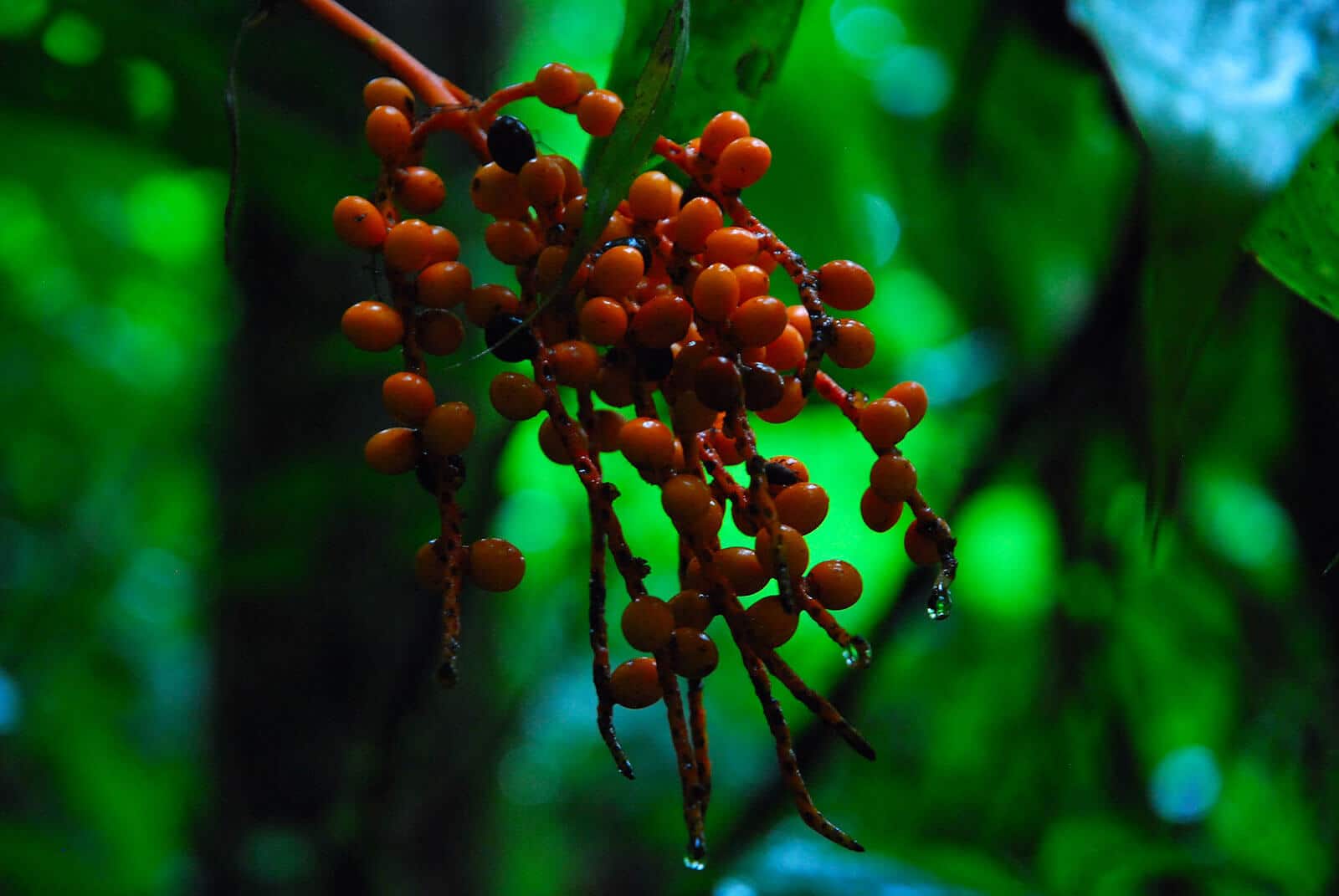 Wild tomatoes on a vine