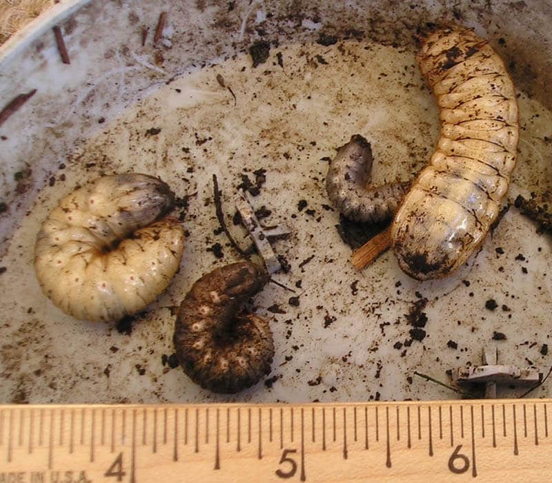 Four fig beetle larvae of various sizes