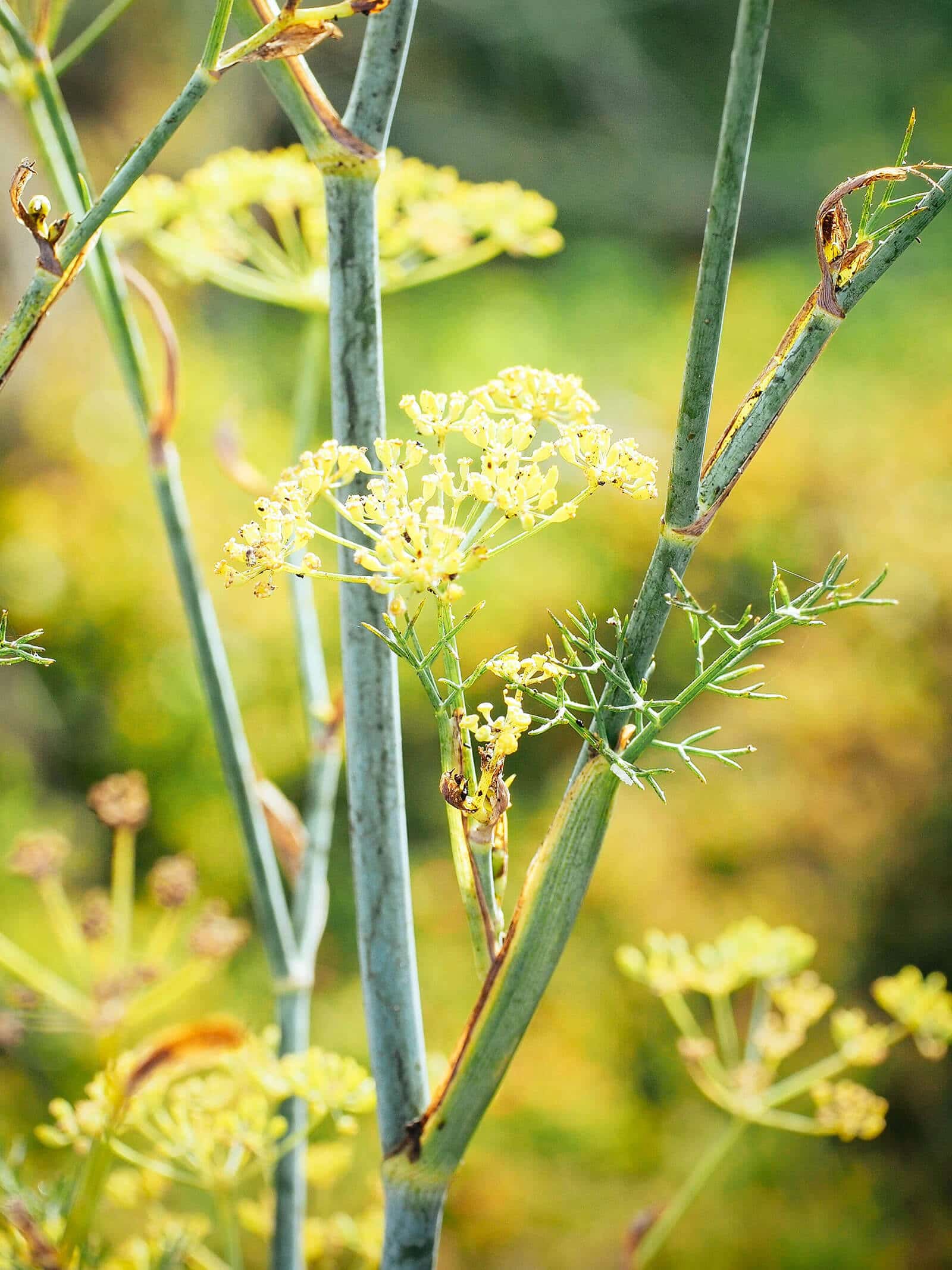 Fennel stalk and fennel flowers