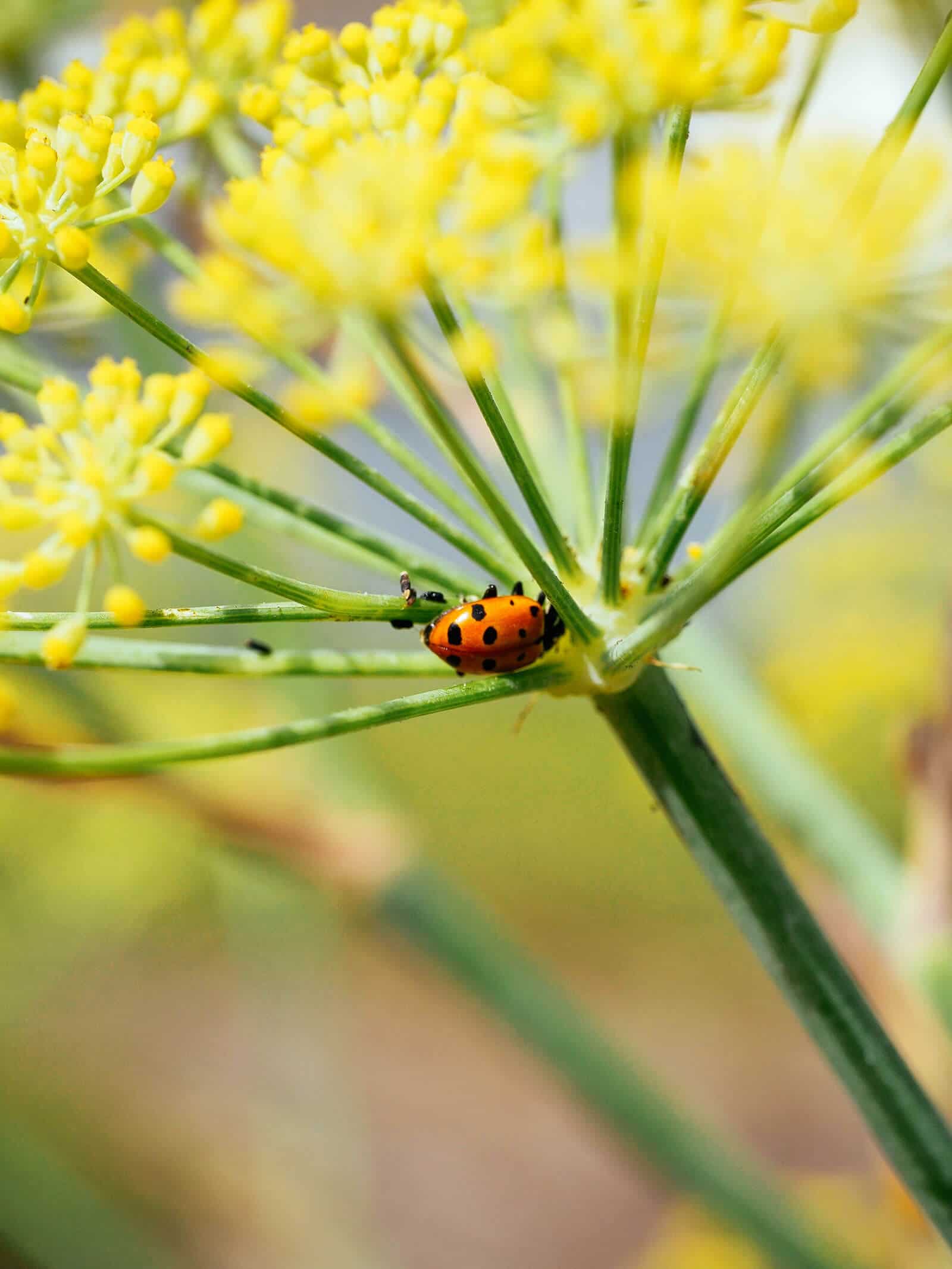 Ladybug crawling on a fennel flower head