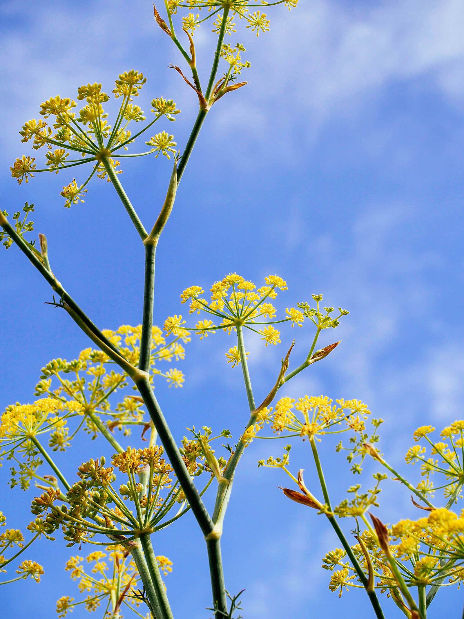 View of wild fennel from the ground up