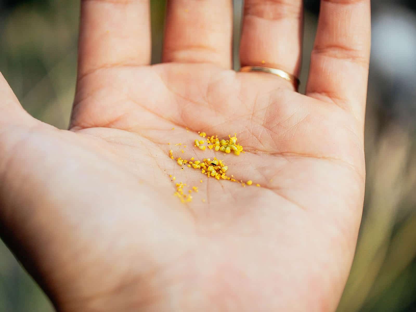 Open hand with grains of wild fennel pollen in palm