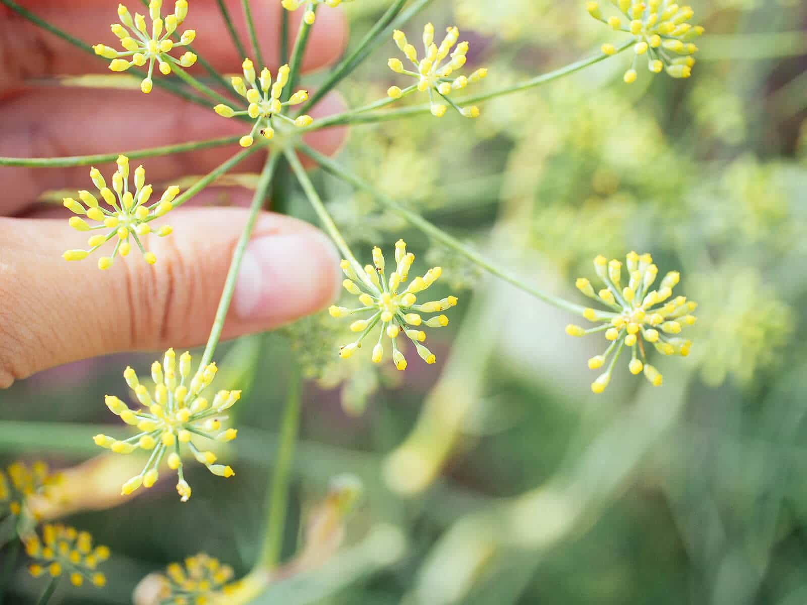 Hand holding a fennel flower stem