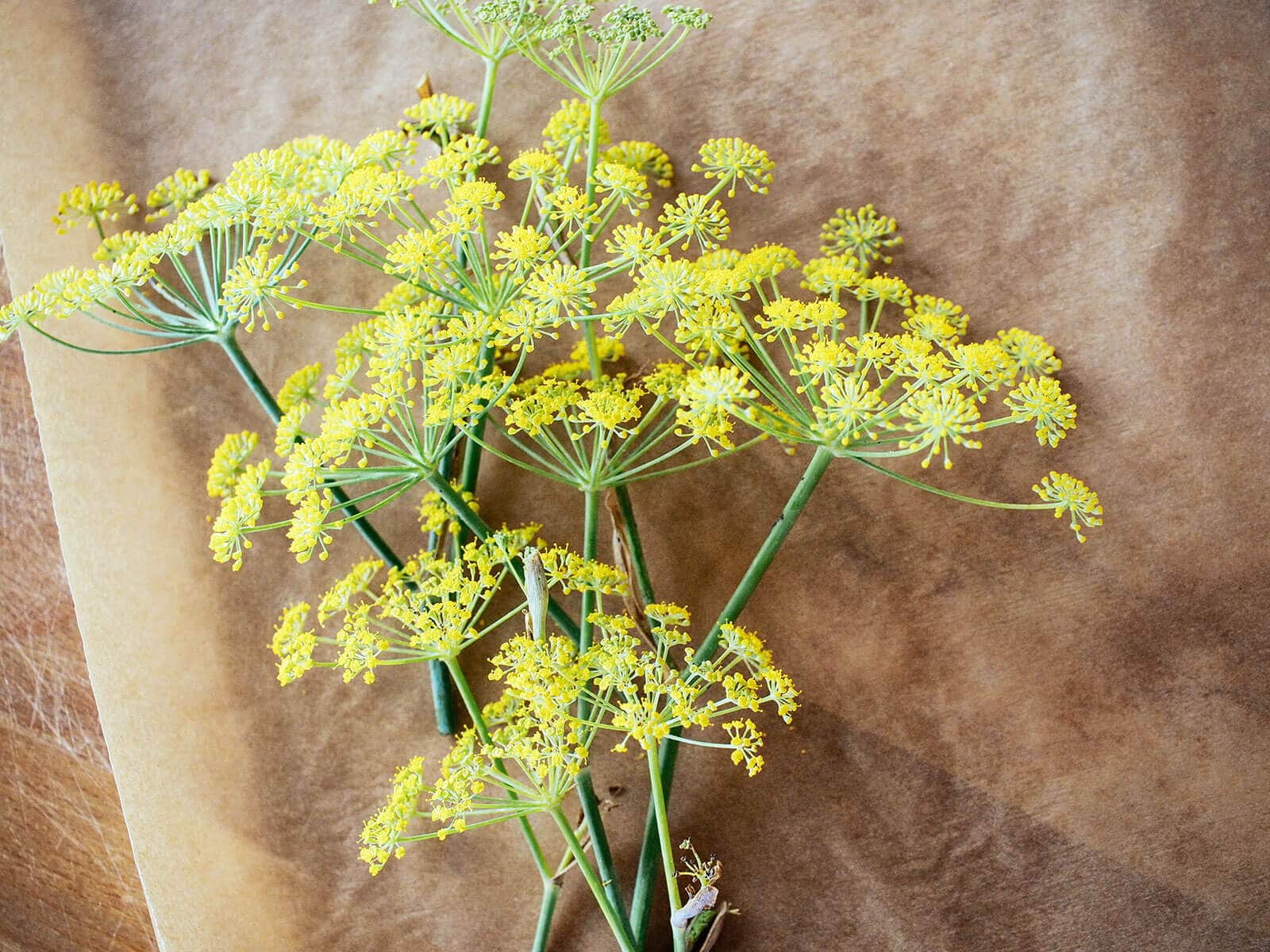 Bundle of fennel flower heads on a sheet of parchment paper