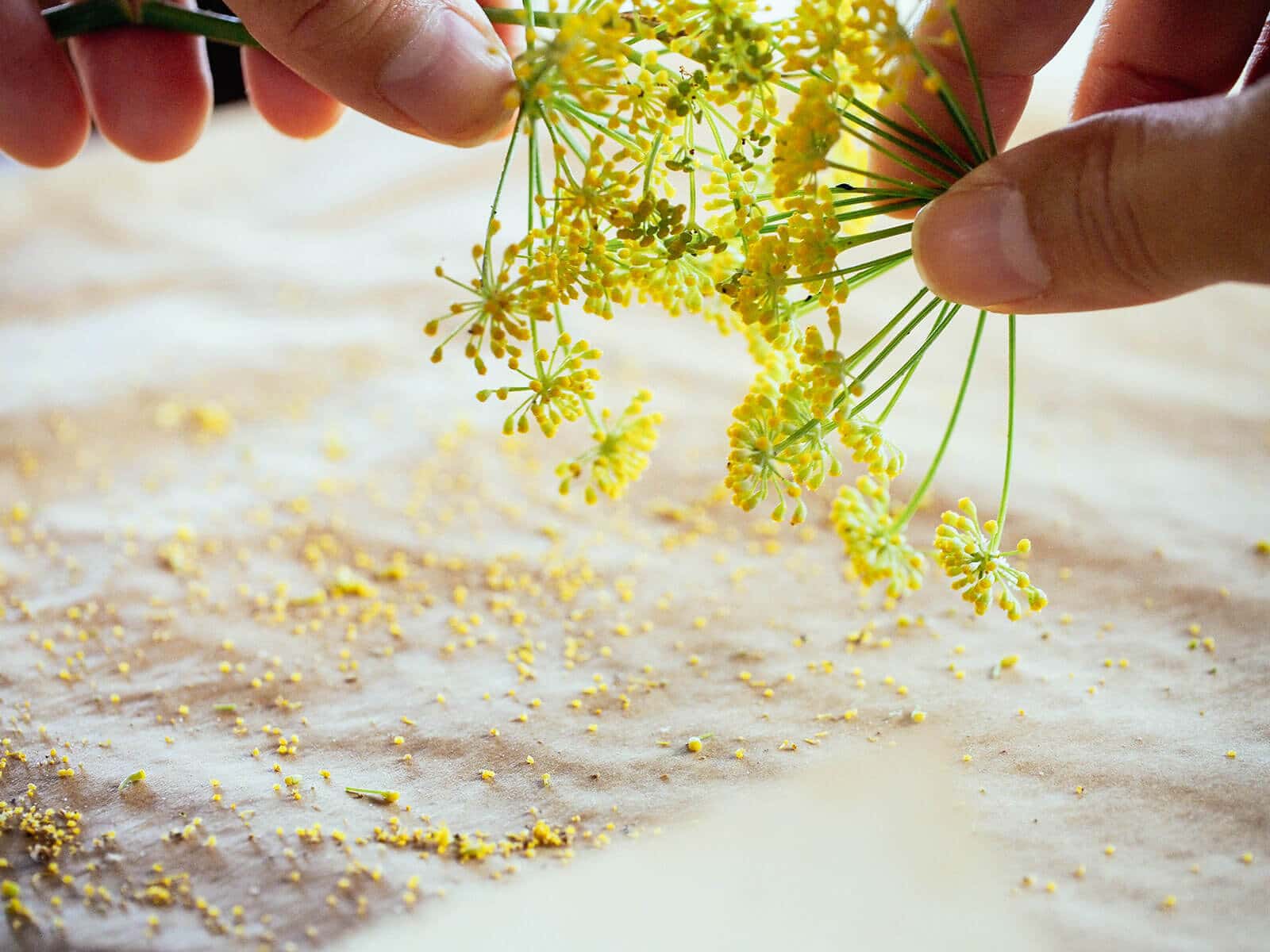 Two hands rubbing fennel flower heads together with fallen pollen grains on parchment paper