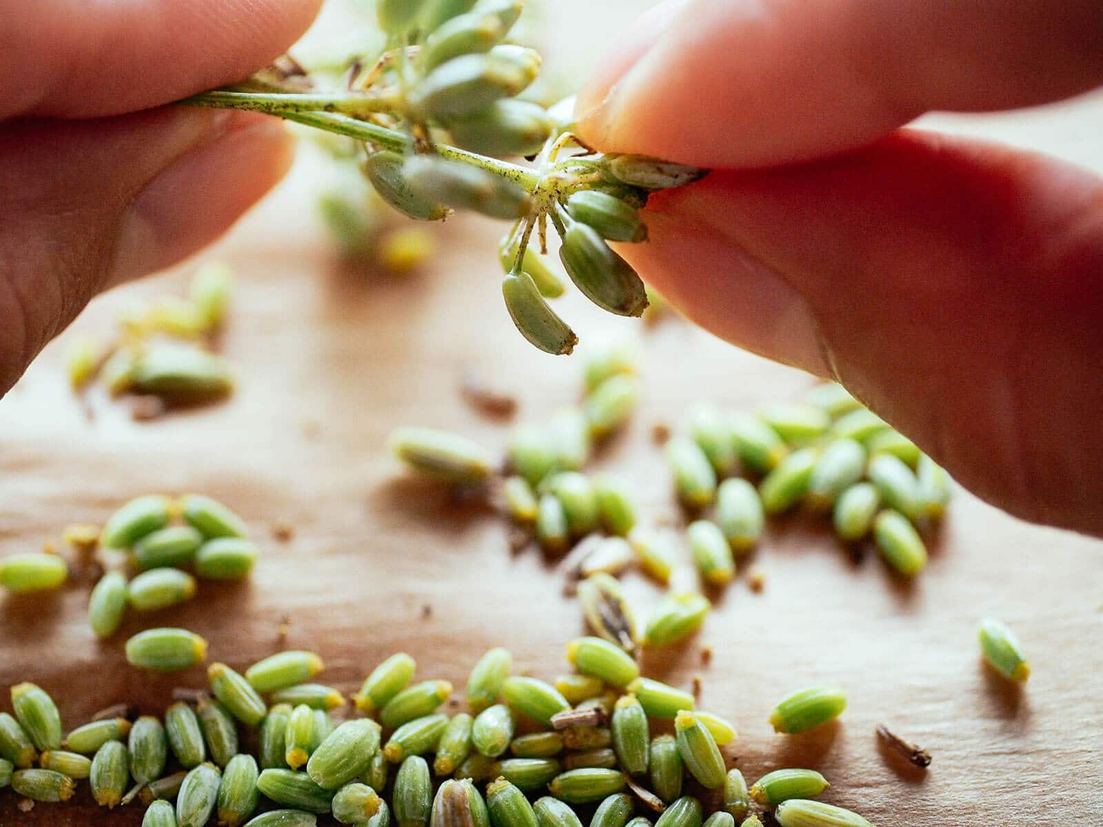 Fingers holding a fennel flower head and pulling green seeds off onto parchment paper