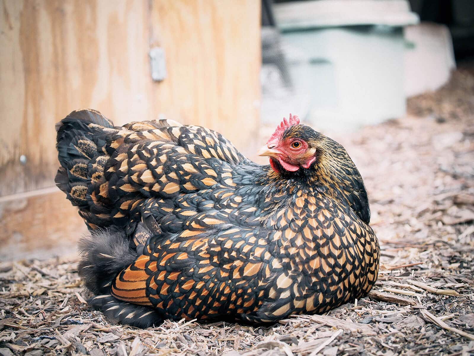 Iman the Cochin sitting on mulch