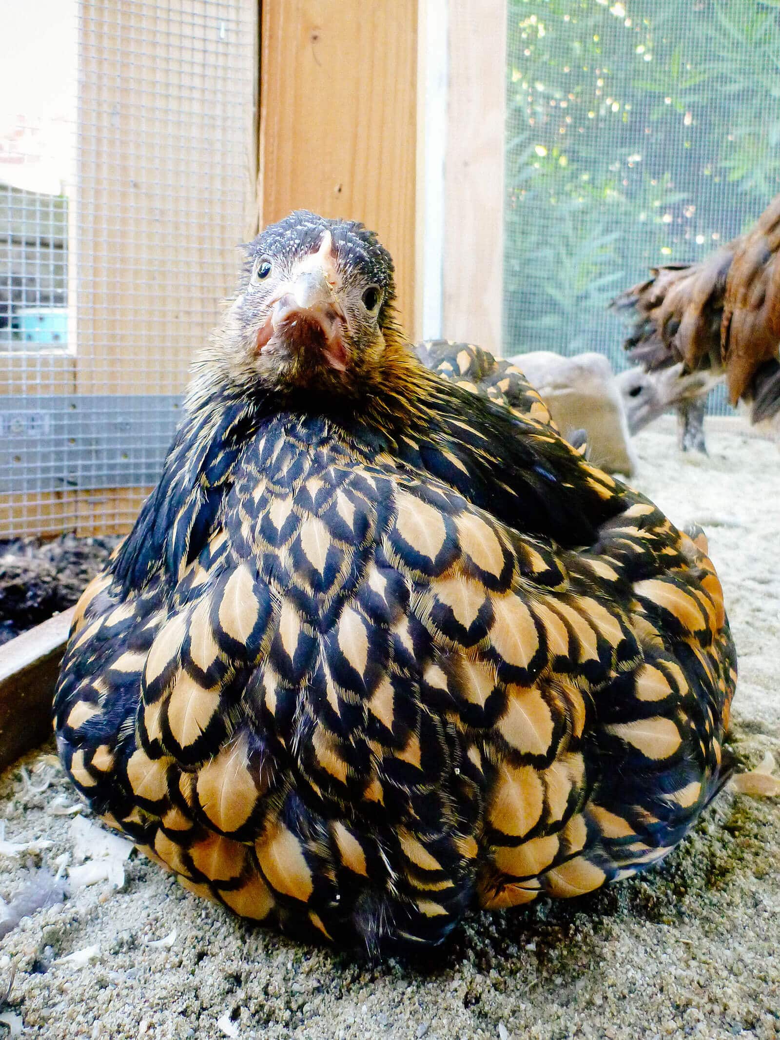 Cochin pullet sitting on sand inside chicken coop
