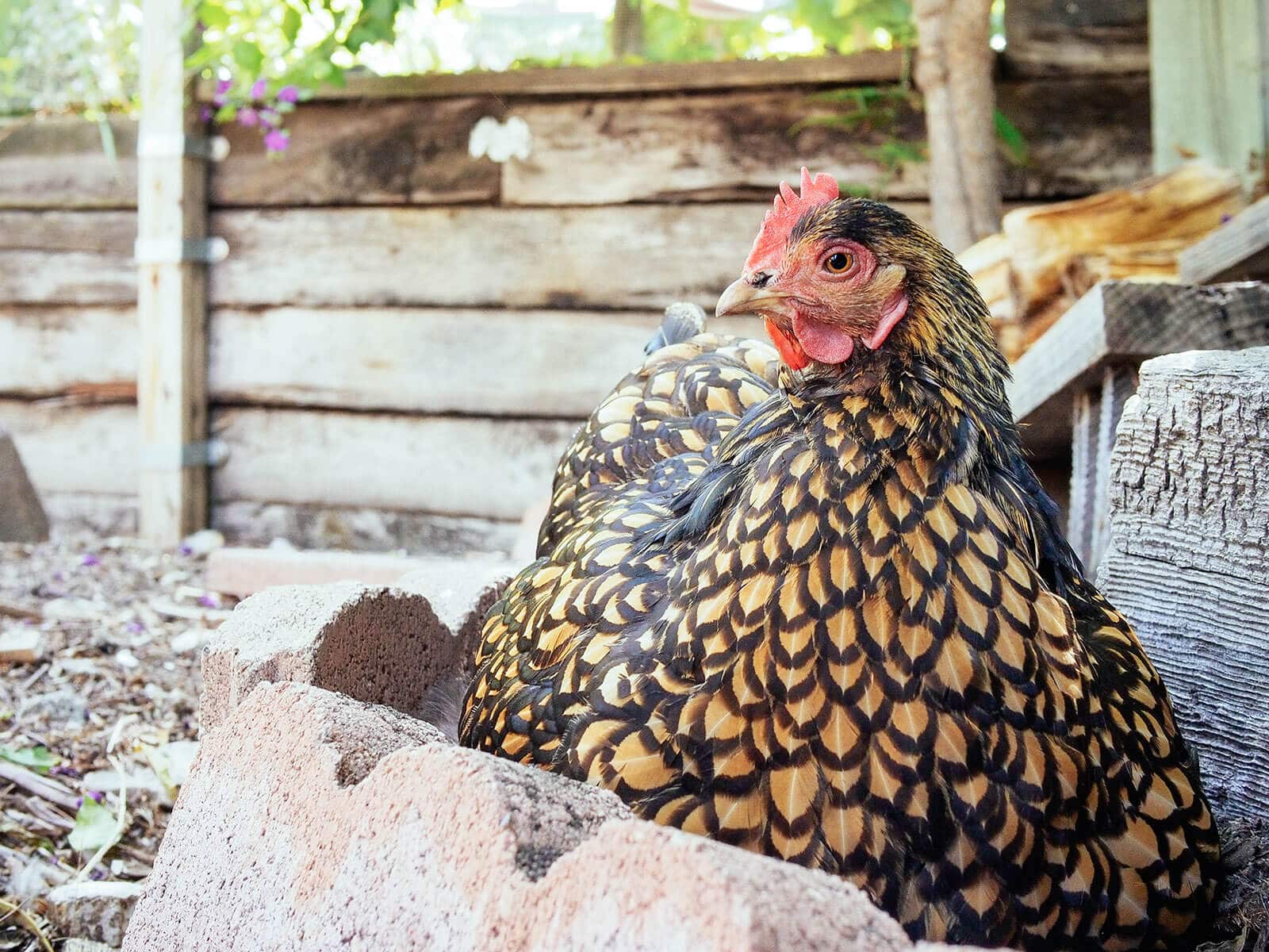 Golden Laced Cochin chicken sitting in yard