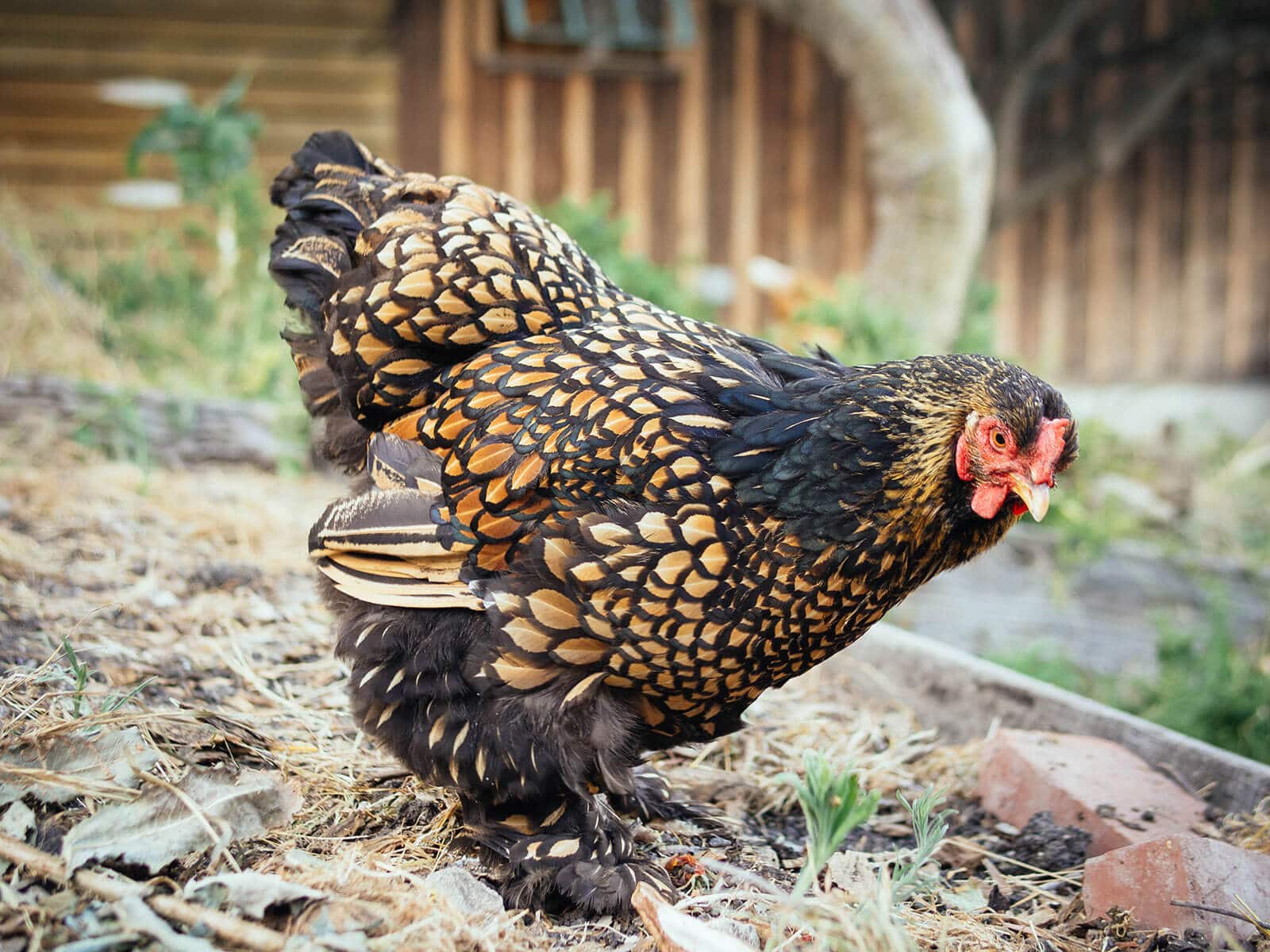 Golden Laced Cochin standing in the yard
