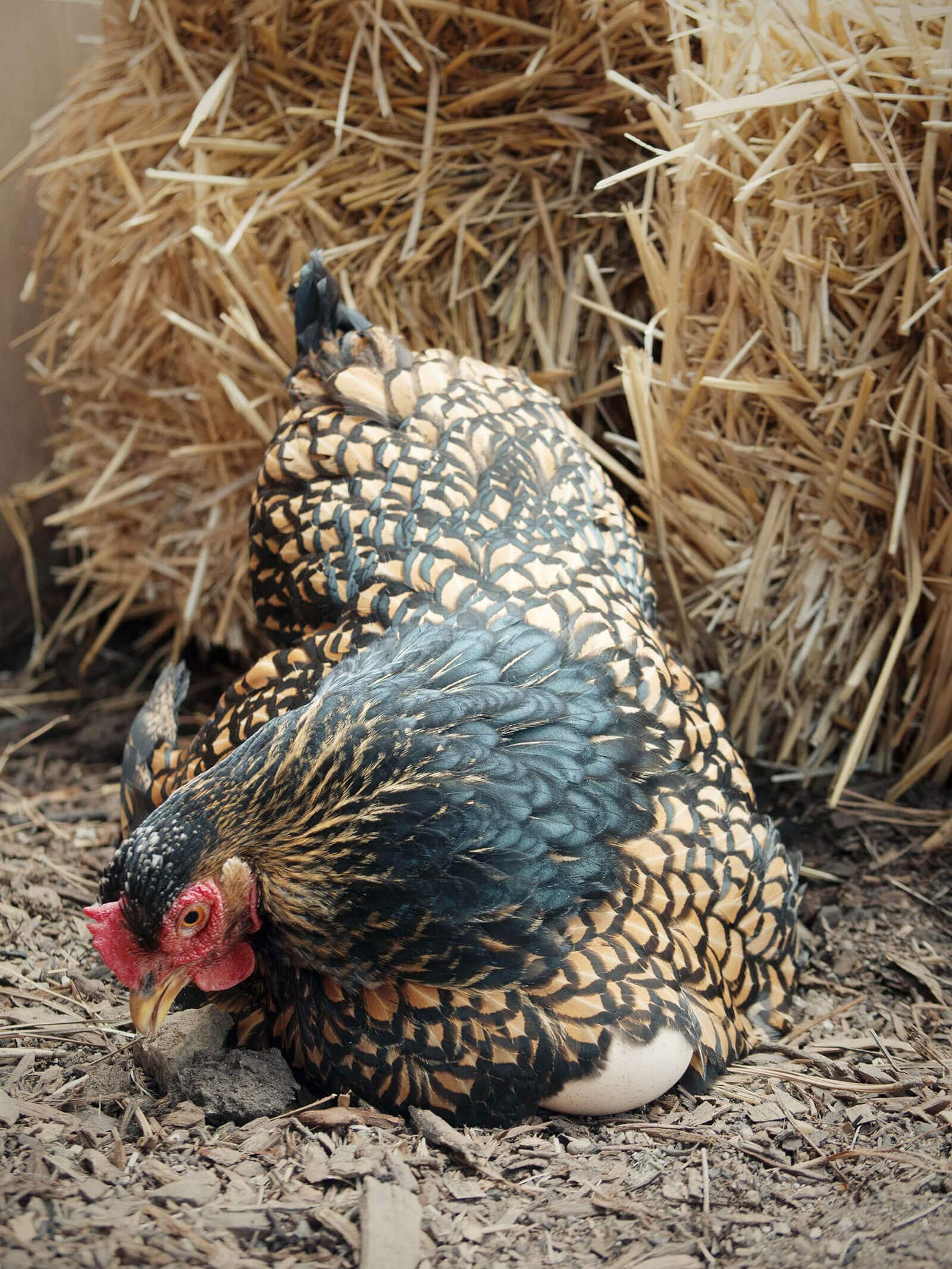 Cochin hen sitting on the ground with an egg under her chest