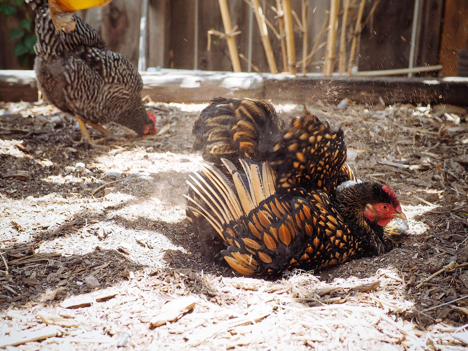 Cochin hen fluffing up her wings during a dust bath