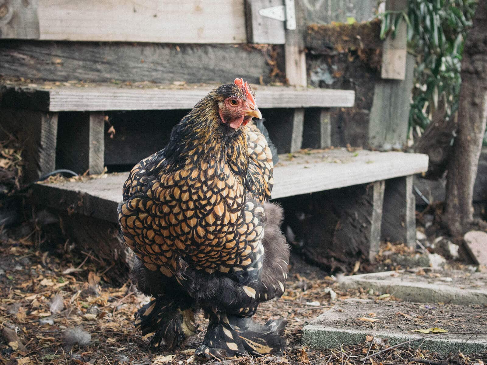 Golden Laced Cochin hen walking in the yard