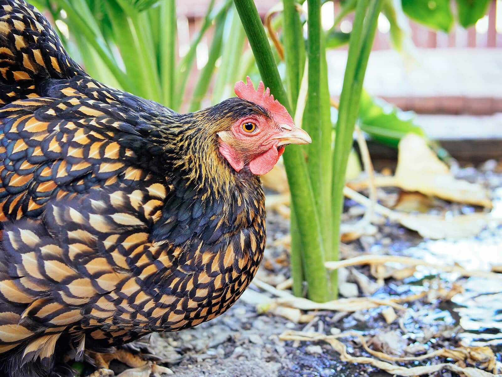 Portrait of Iman the Golden Laced Cochin in the garden