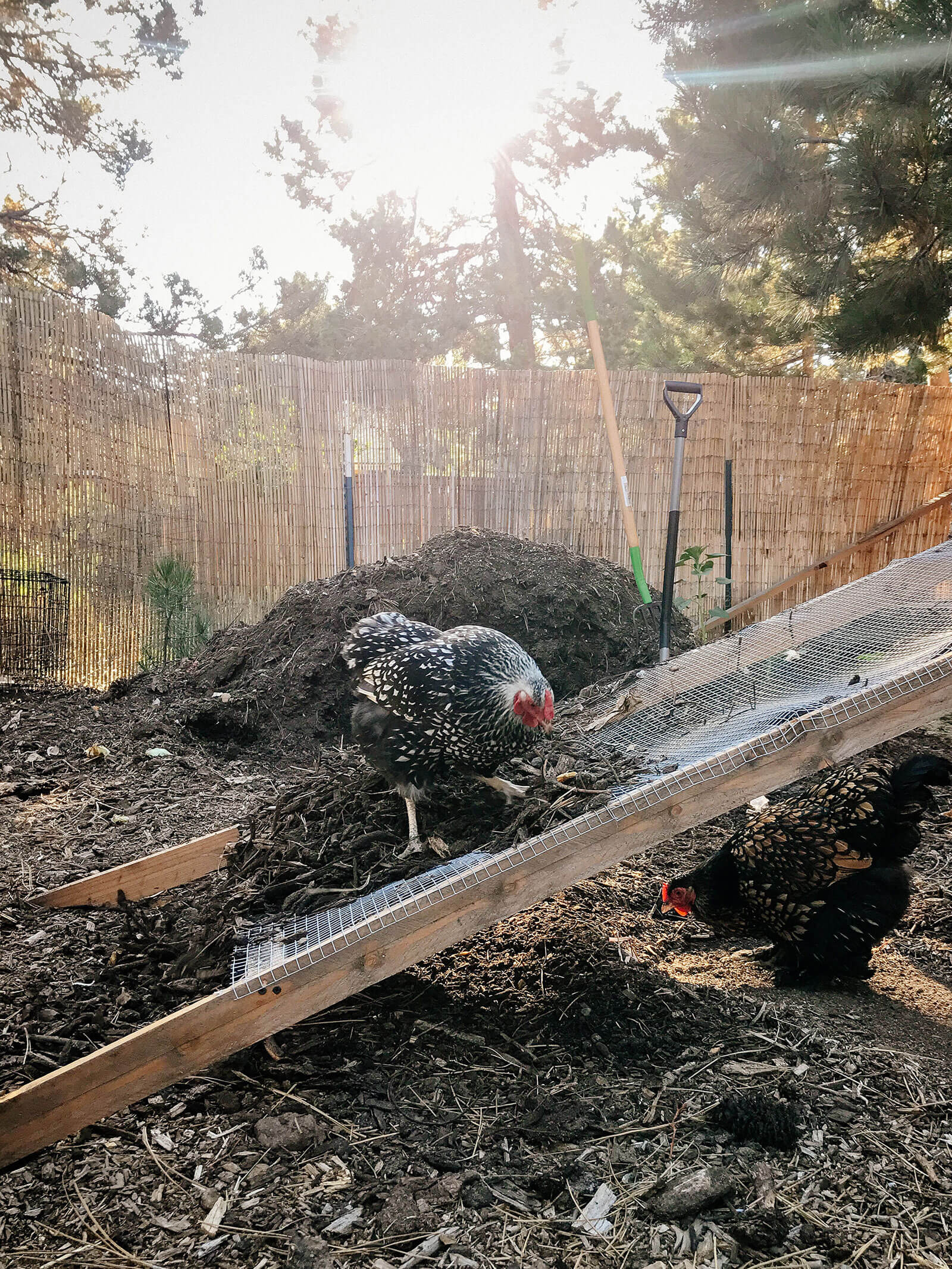 Two chickens scratching through sifted compost in the yard