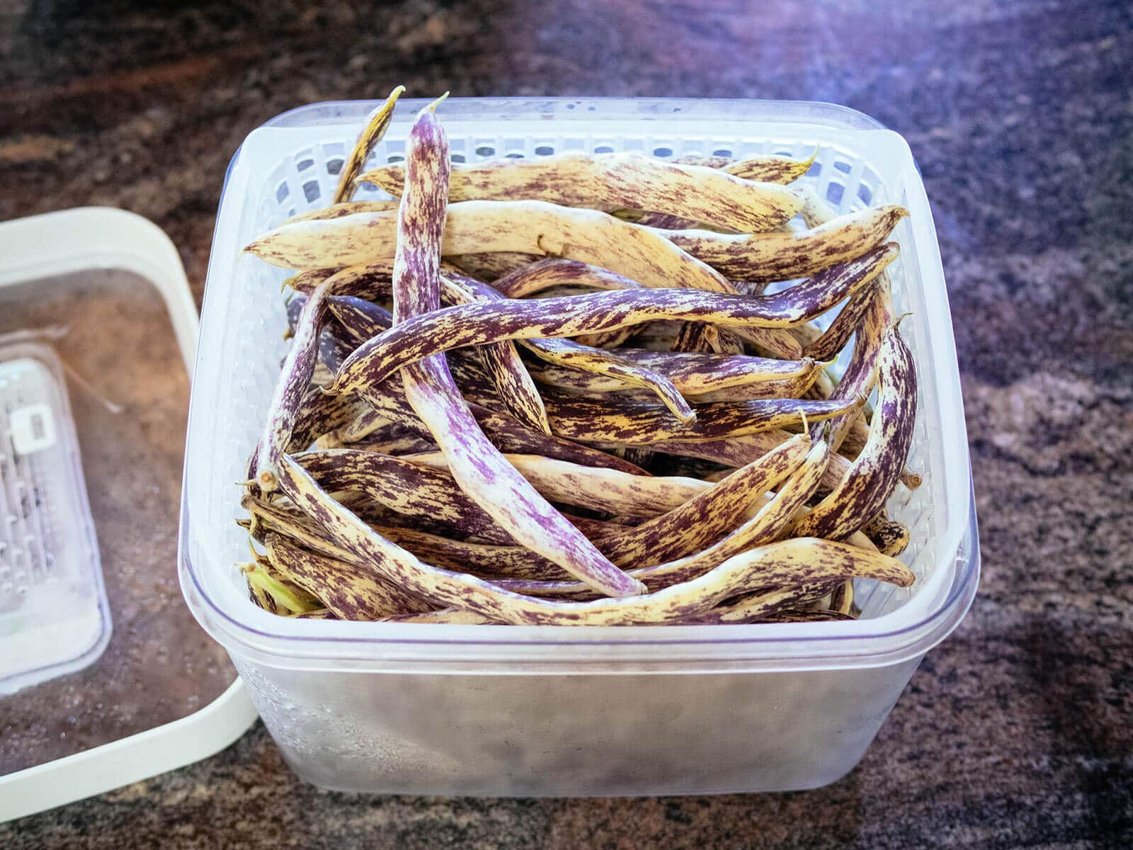 Plastic colander on a counter filled with Dragon Tongue bush beans