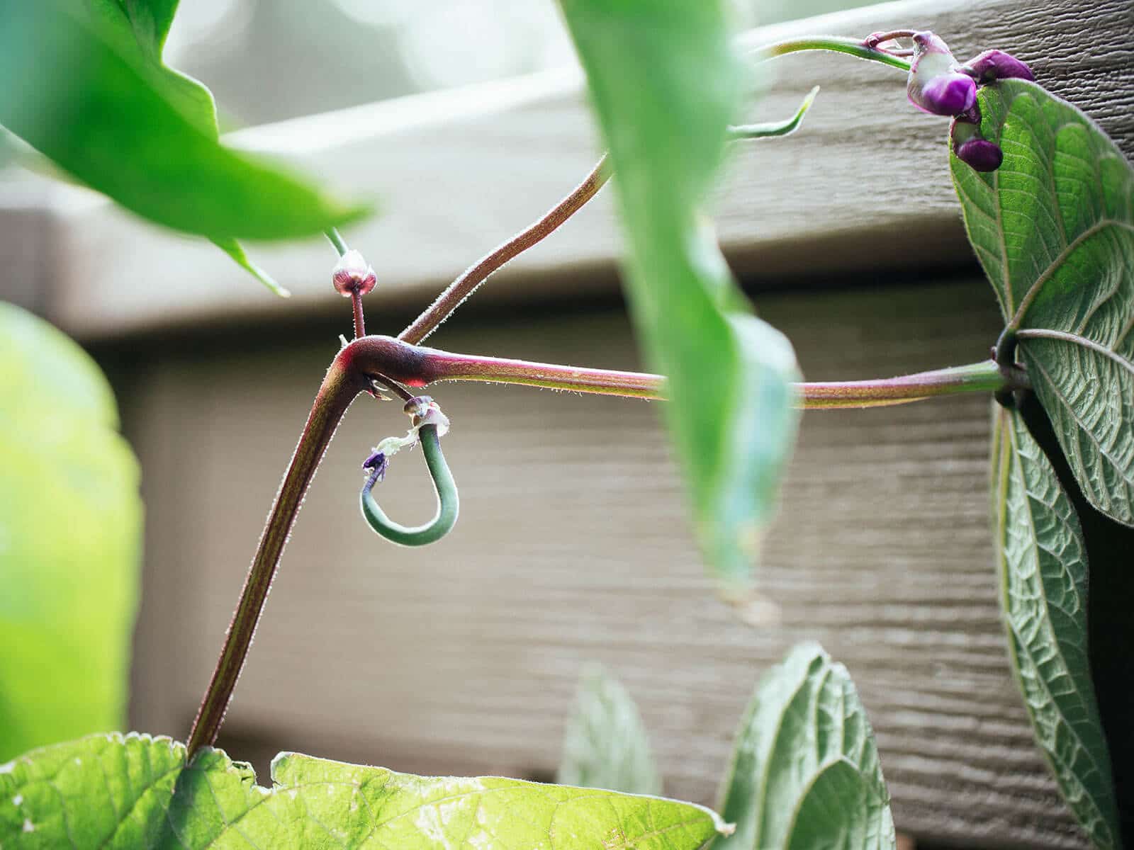 Close-up of a tiny Royal Burgundy bush bean emerging from a purple-tinged bean flower