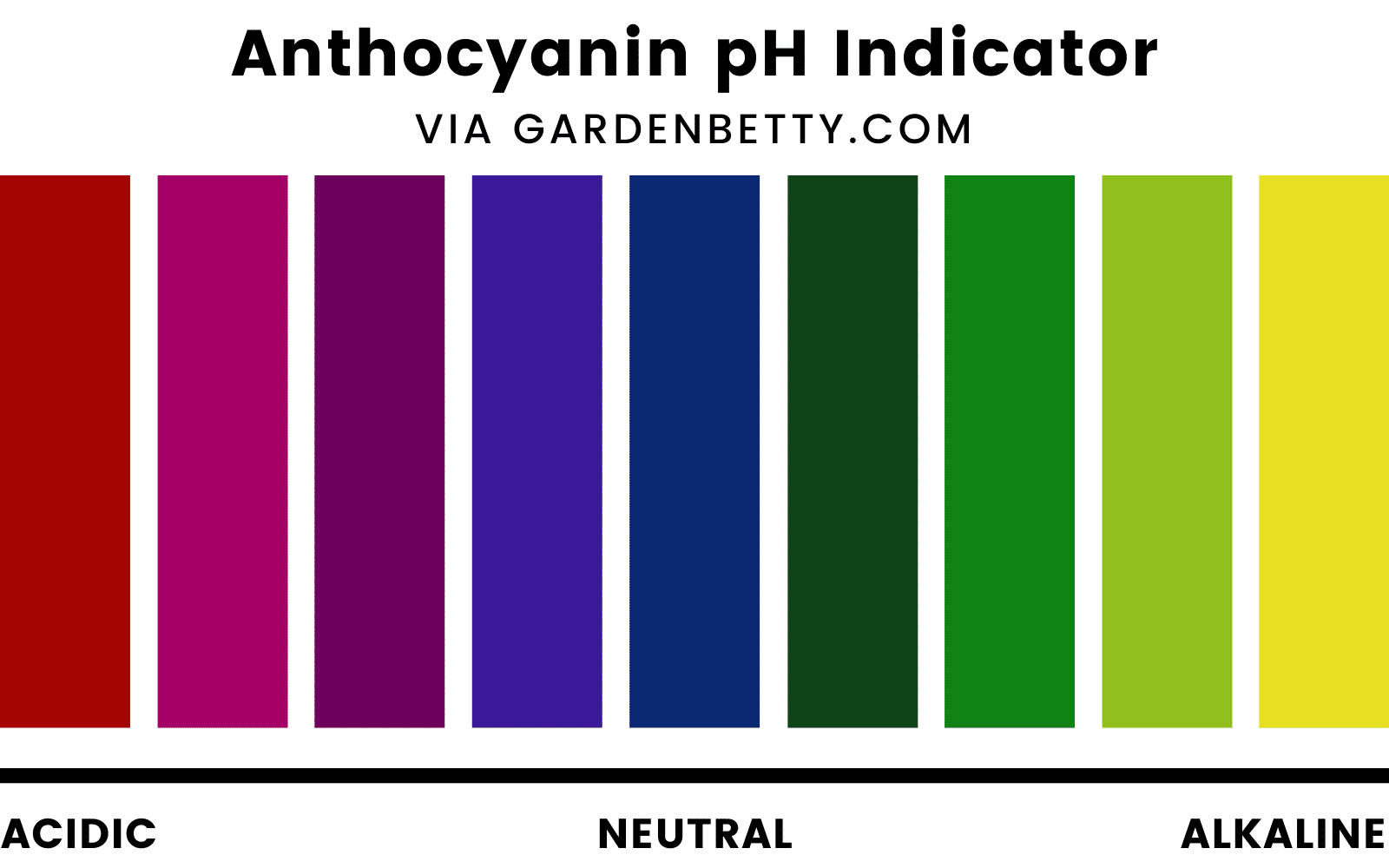 Illustration of an anthocyanin pH indicator scale going from acidic (red) to alkaline (yellow)