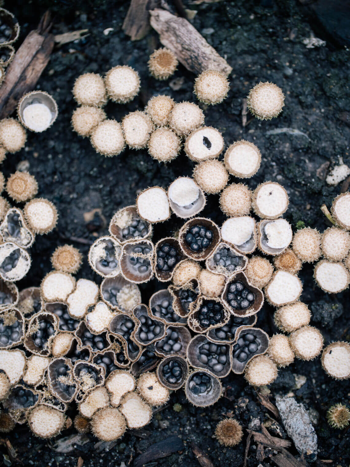 Bird's nest fungus: a mushroom that looks like a real nest