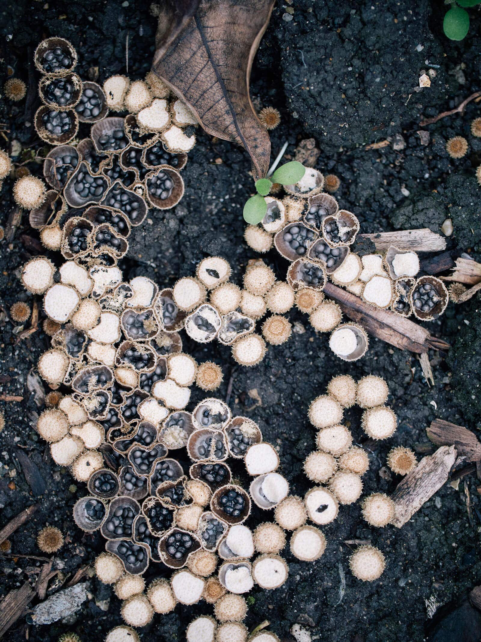 Bird's nest fungi growing in damp soil and wood mulch