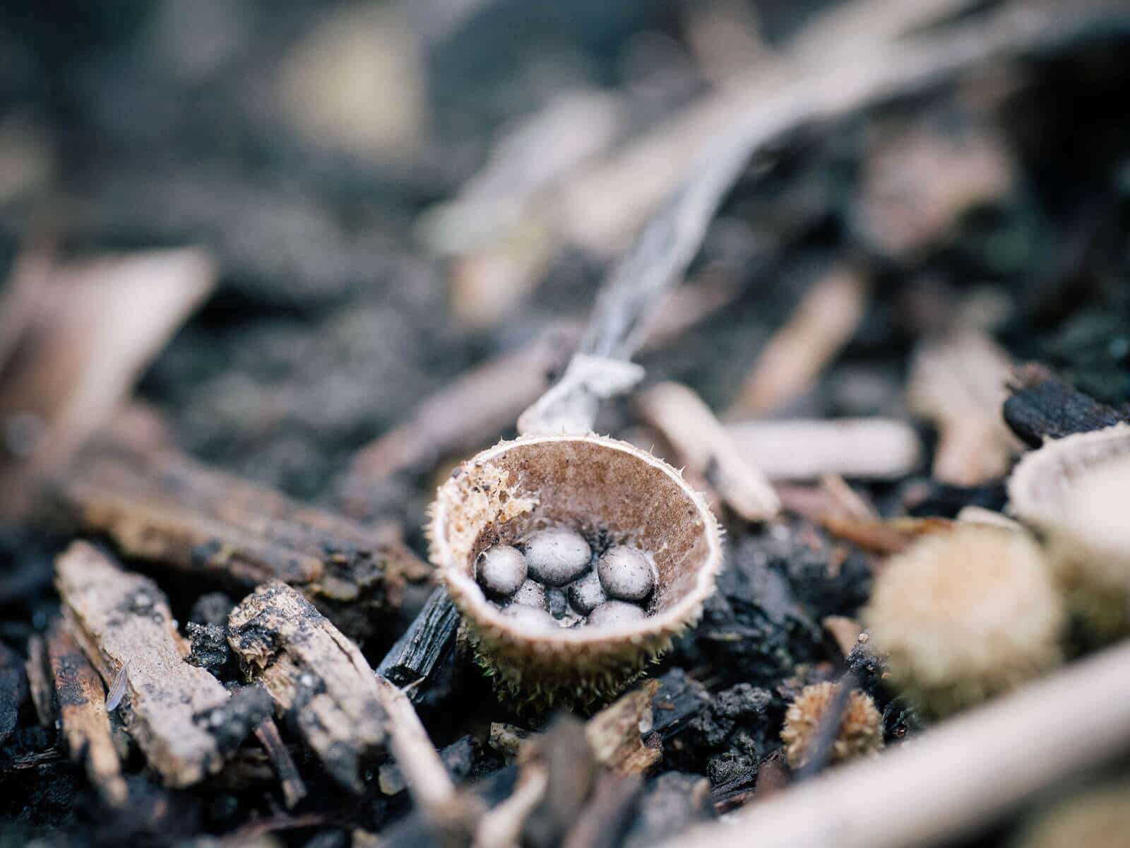 A bird's nest fungus cup with dark gray periodoles inside