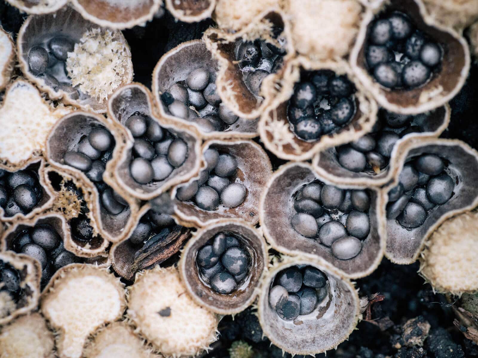 Overhead shot of bird's nest fungi "eggs" inside cups