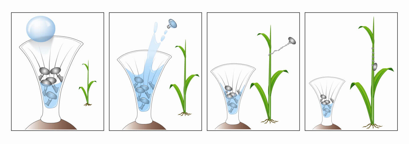 Diagram illustrating how a raindrop launches a periodole through the air and onto a blade of grass to spread its spores