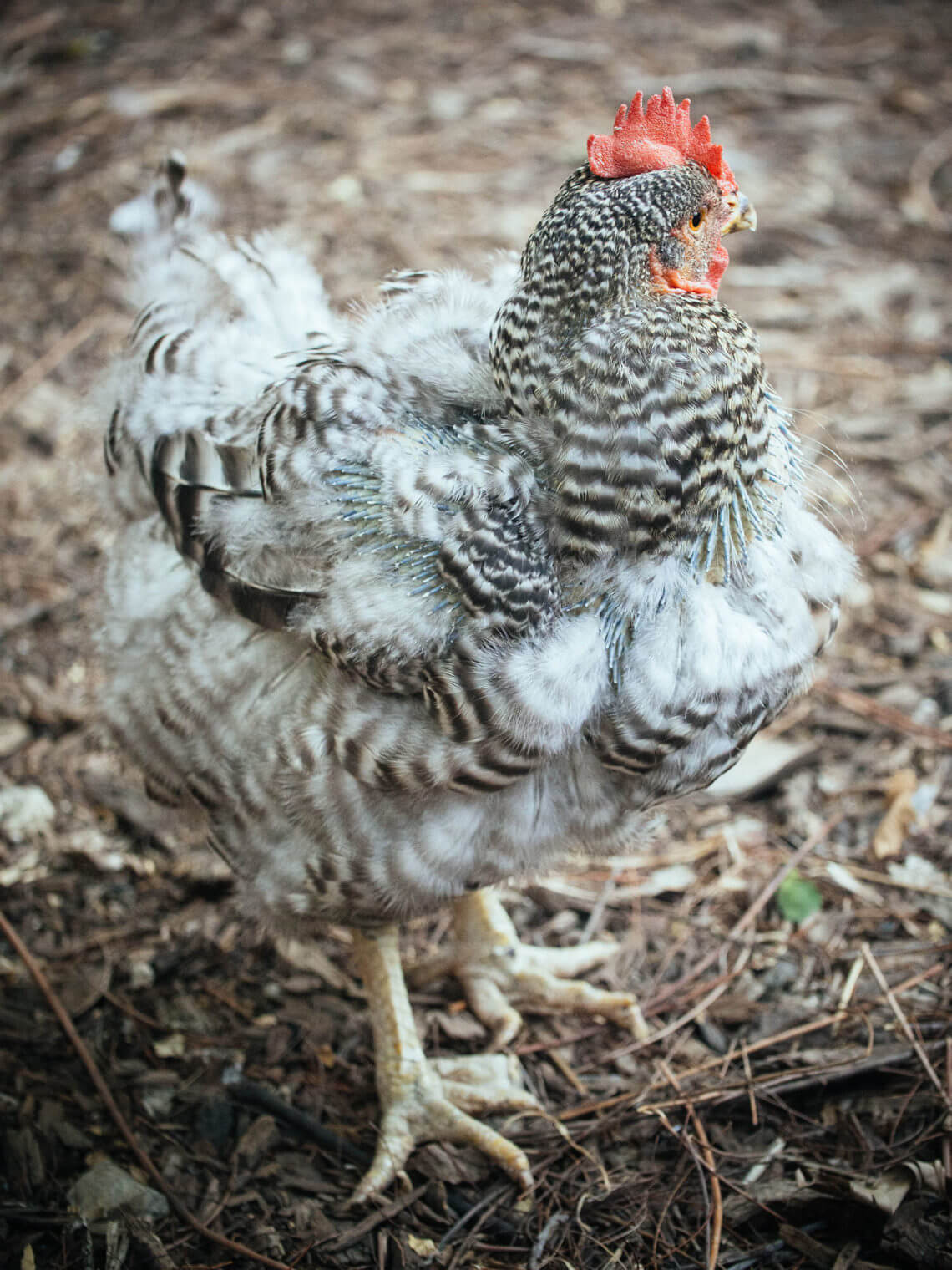 How and why a chicken molts