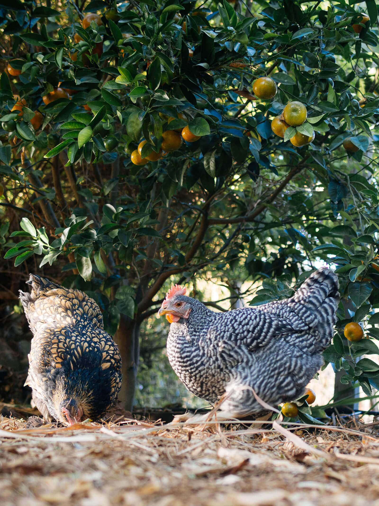 Cochin and Barred Rock scratching in the garden with a mandarin tree in the background
