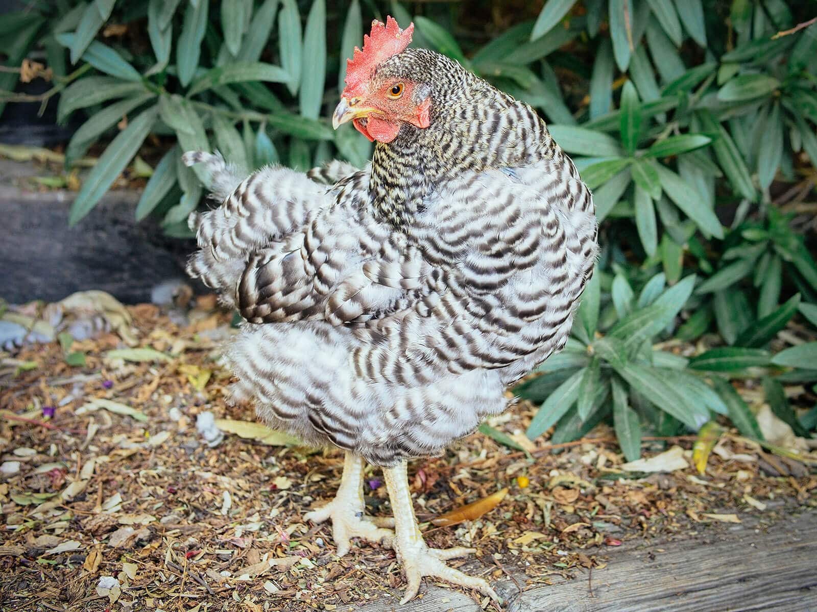 Barred Rock in the beginning stages of a seasonal molt