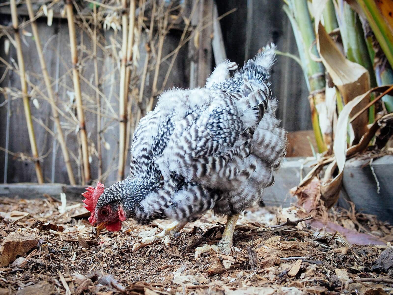 Barred Rock with new feathers starting to grow out
