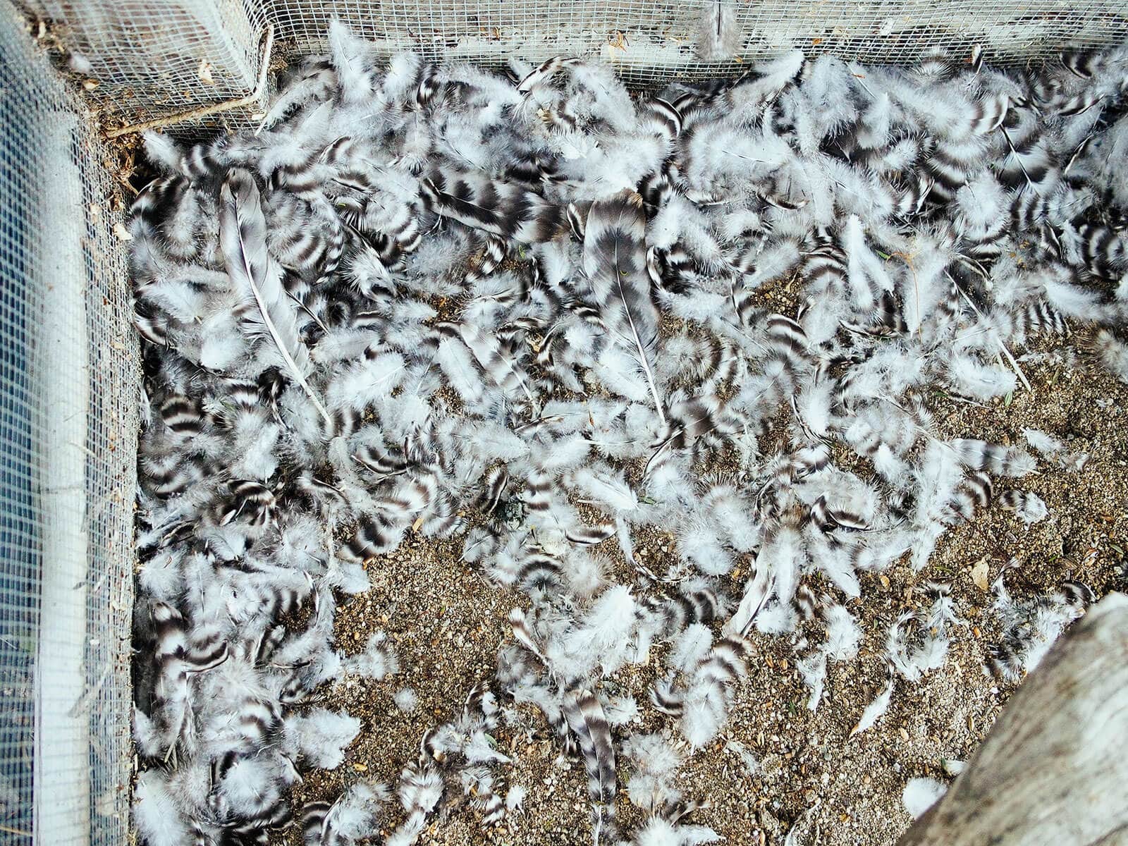 Overhead view of chicken run with piles of black and white feathers in the corner