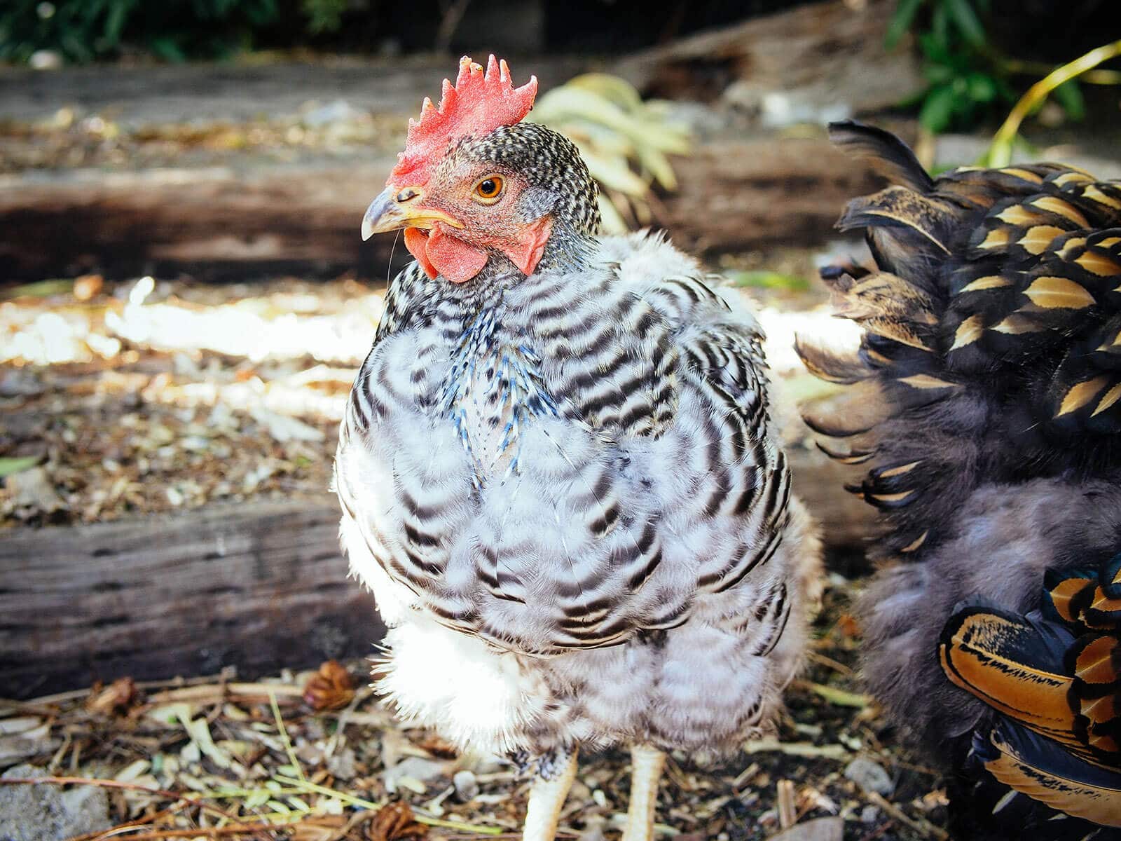 Barred Rock with new feathers growing out on her chest