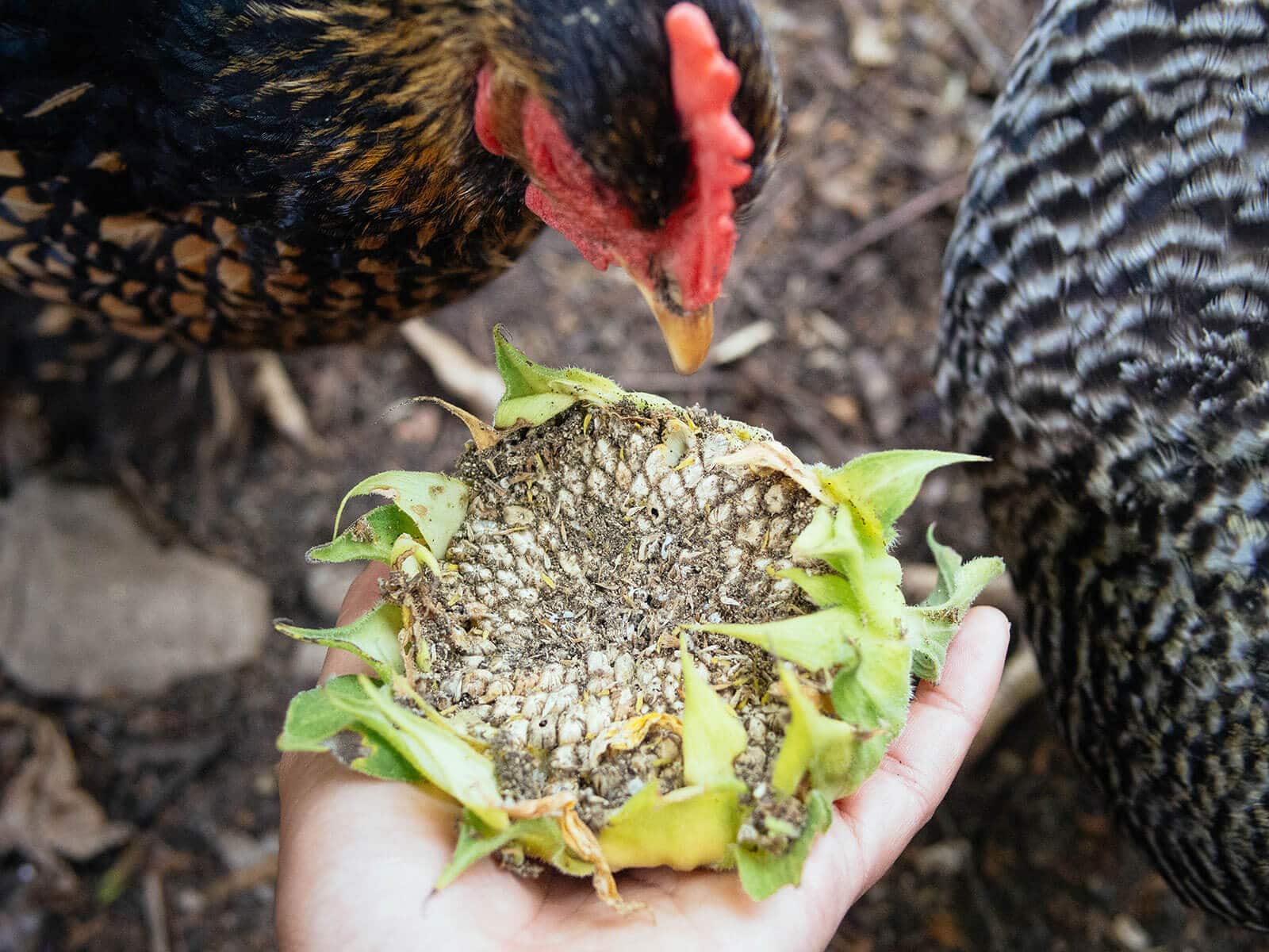 Hand feeding a flower head full of sunflower seeds to chickens