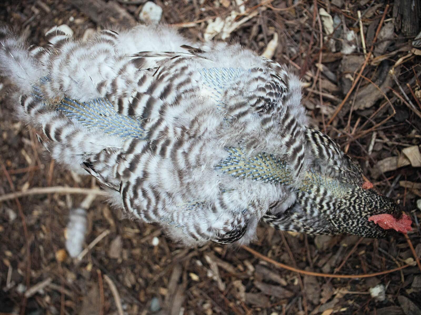 Overhead view of a chicken going through a molt from head to tail