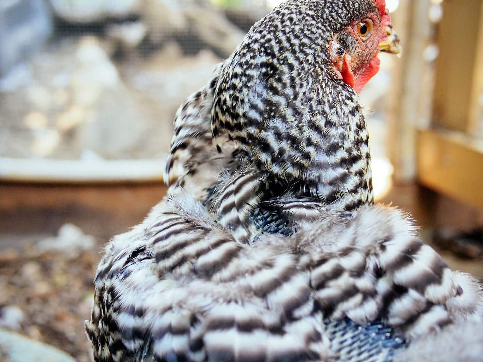 Barred Rock with new feathers growing down her back