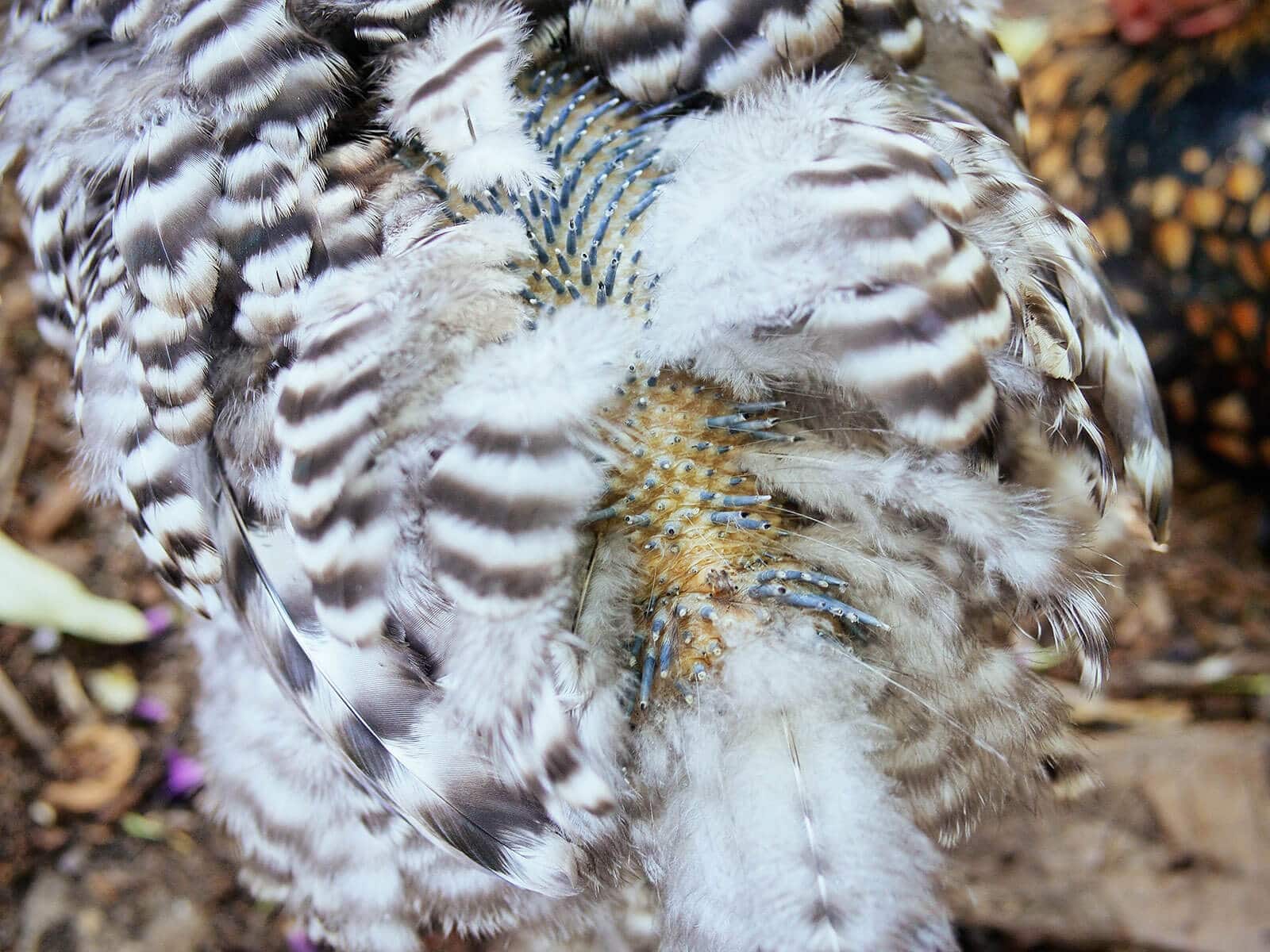 Pin feathers growing out along a hen's back