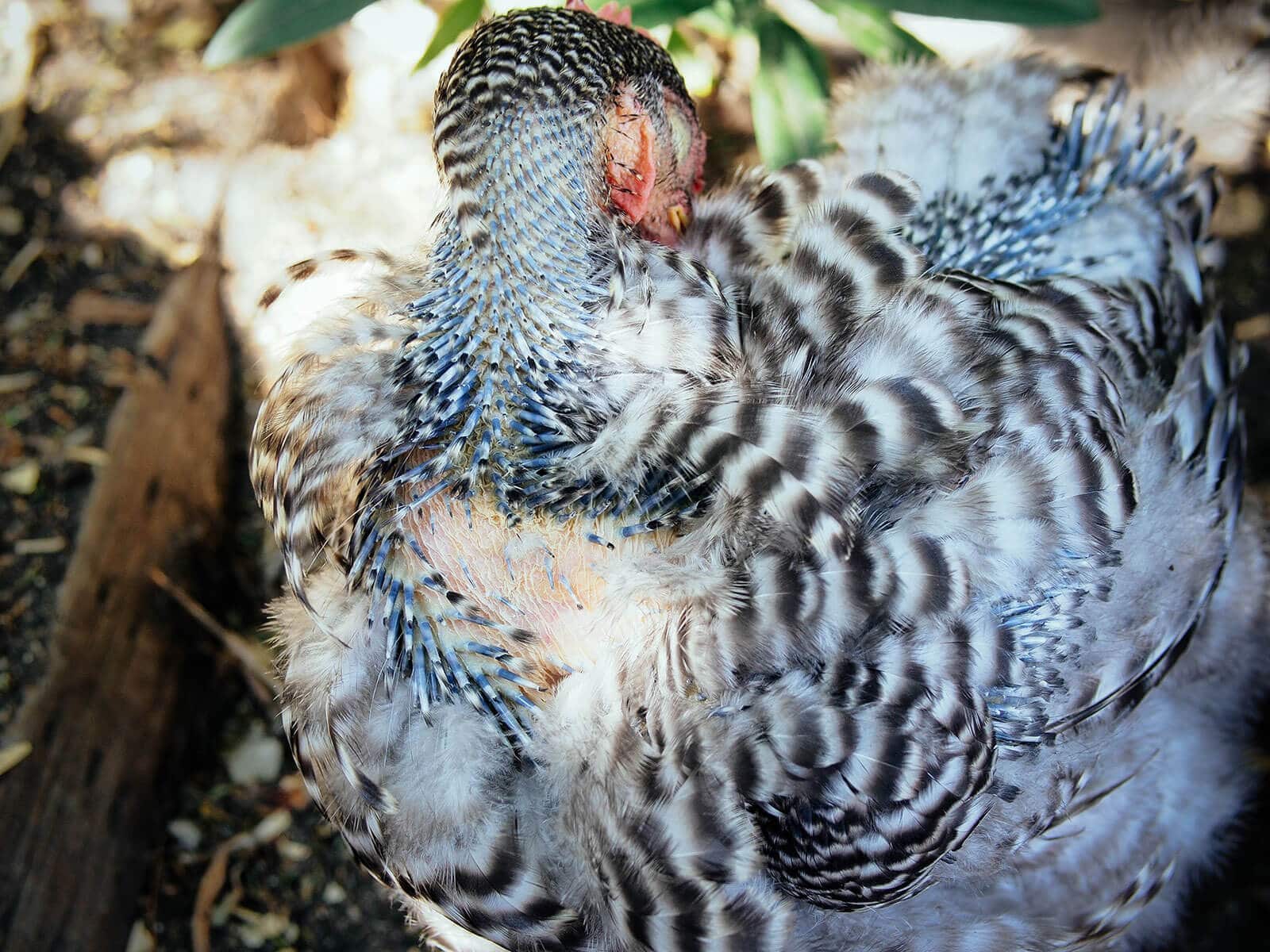 Chicken going through a hard molt on her neck and chest